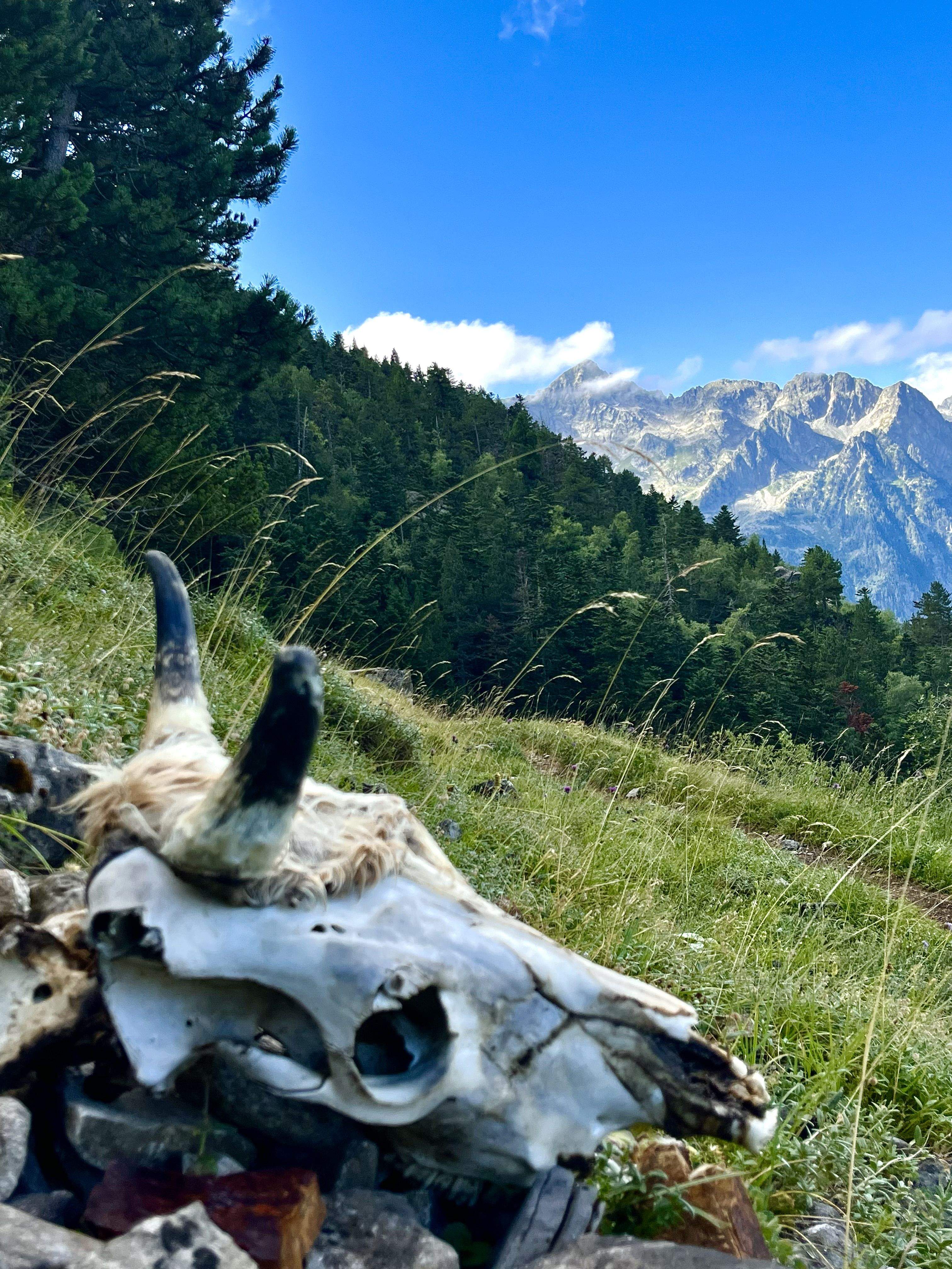 Aran wild, Montarto view · Arties, Val d’aran FOTO: Lucas Gasso