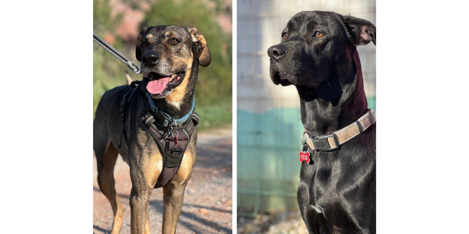 Animals en Adopció: Tim i Kobi. FOTO: Cedida