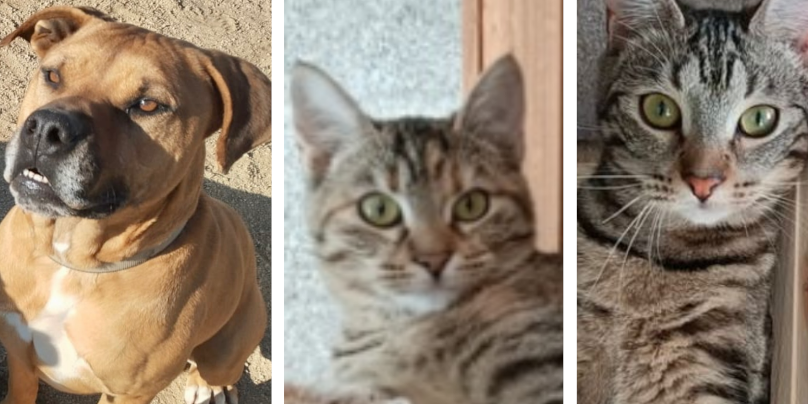 Animals en adopció: Iron, Viena i Boo. FOTO: Cedida