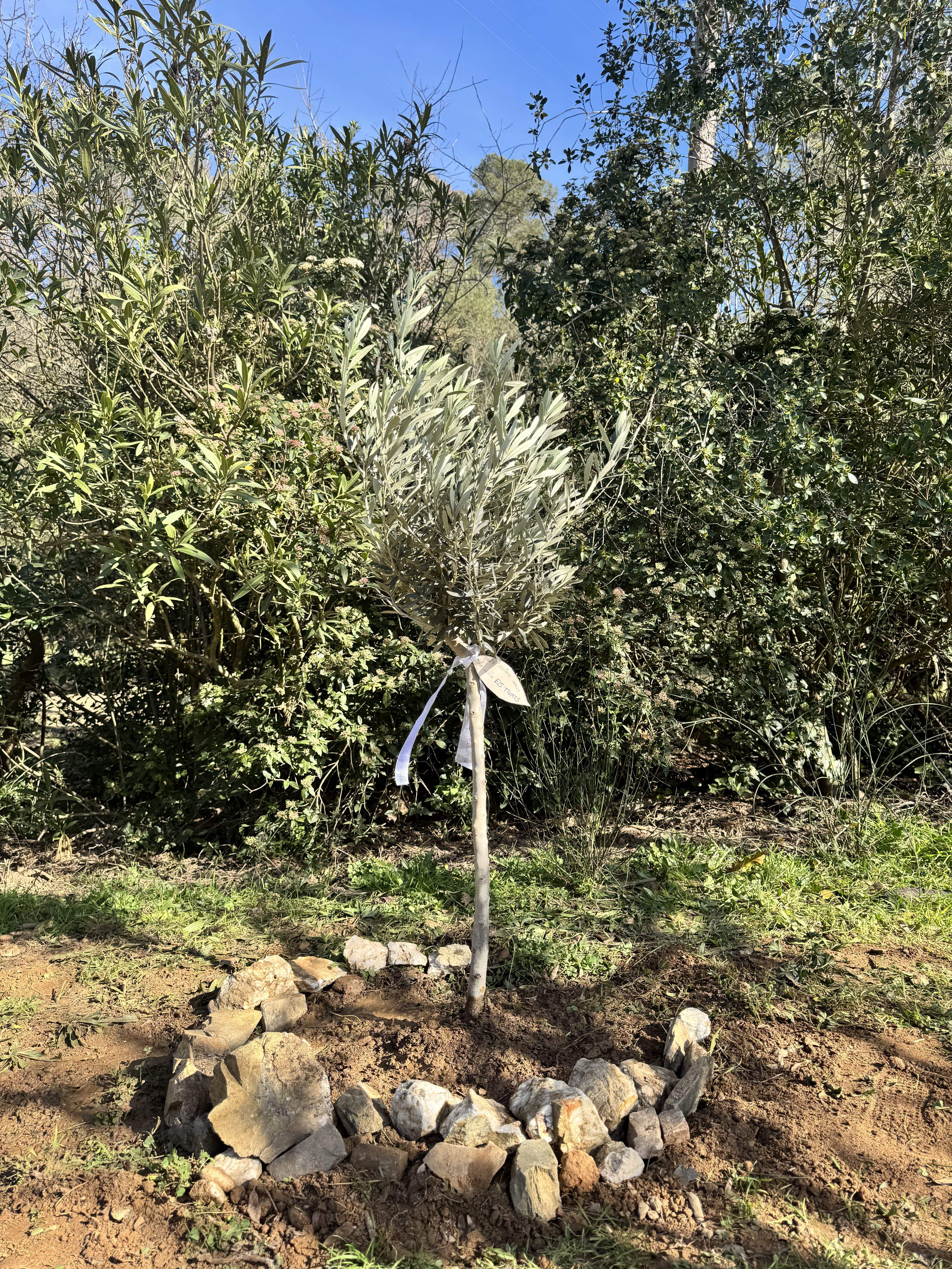 Oliver plantat en record a tots els difunts de la Penya Regalessia. FOTO: TOT Sant Cugat