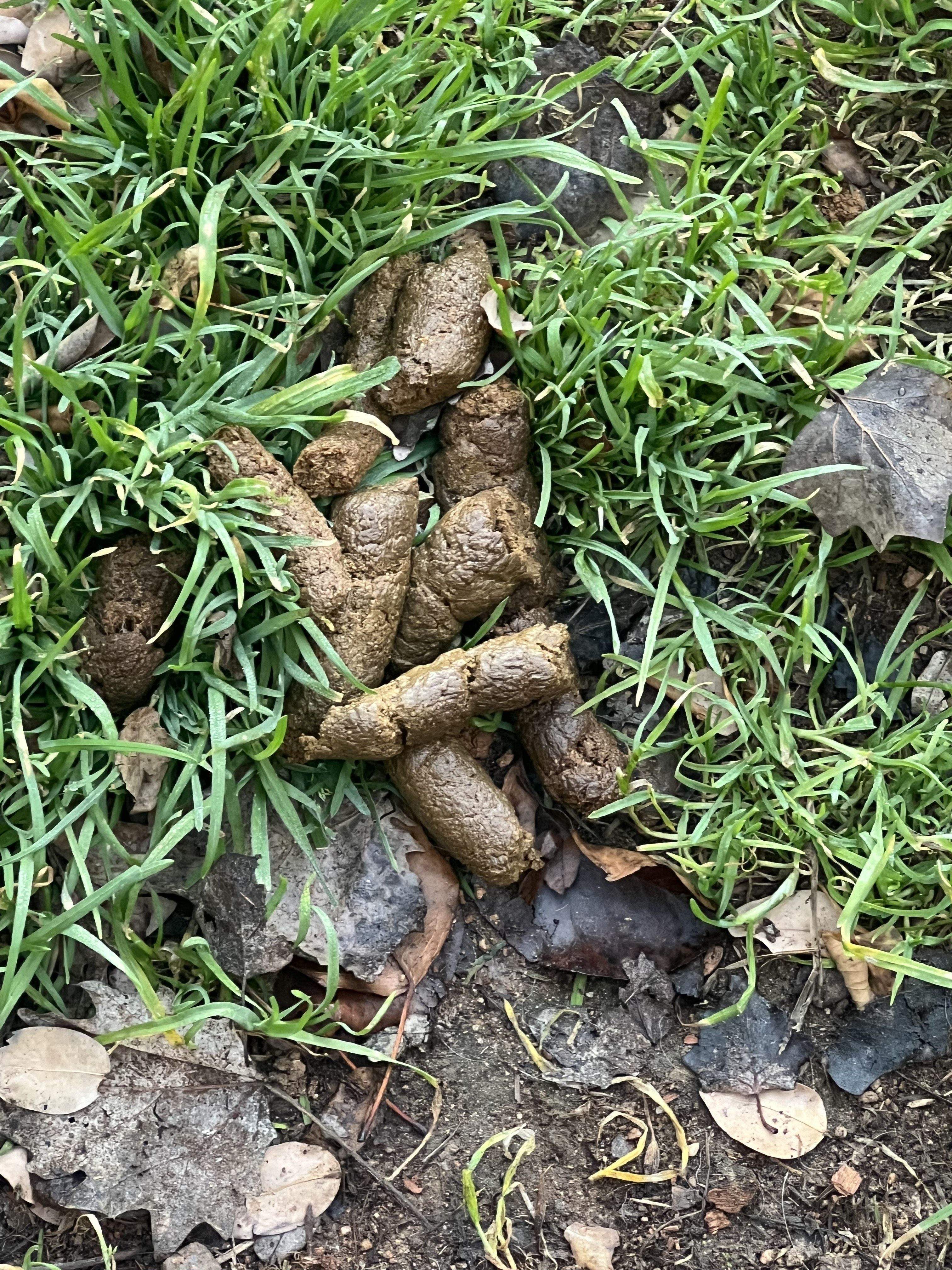 Una caca a la 'plaça de les caques'. FOTO: Ariadna Masa