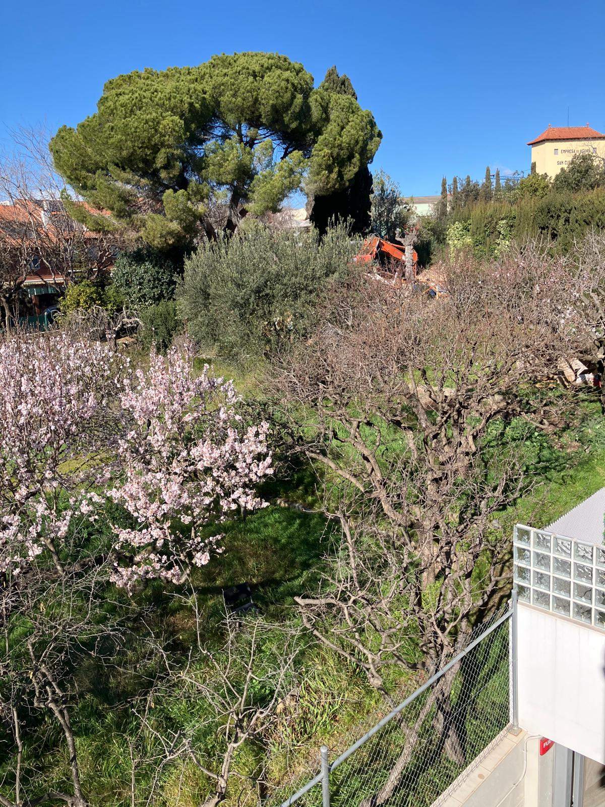  Els arbres del carrer Ramon Casas. FOTO: Carla Martin
