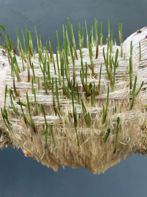 'Caiguda de l'arbre'. FOTO: Cedida