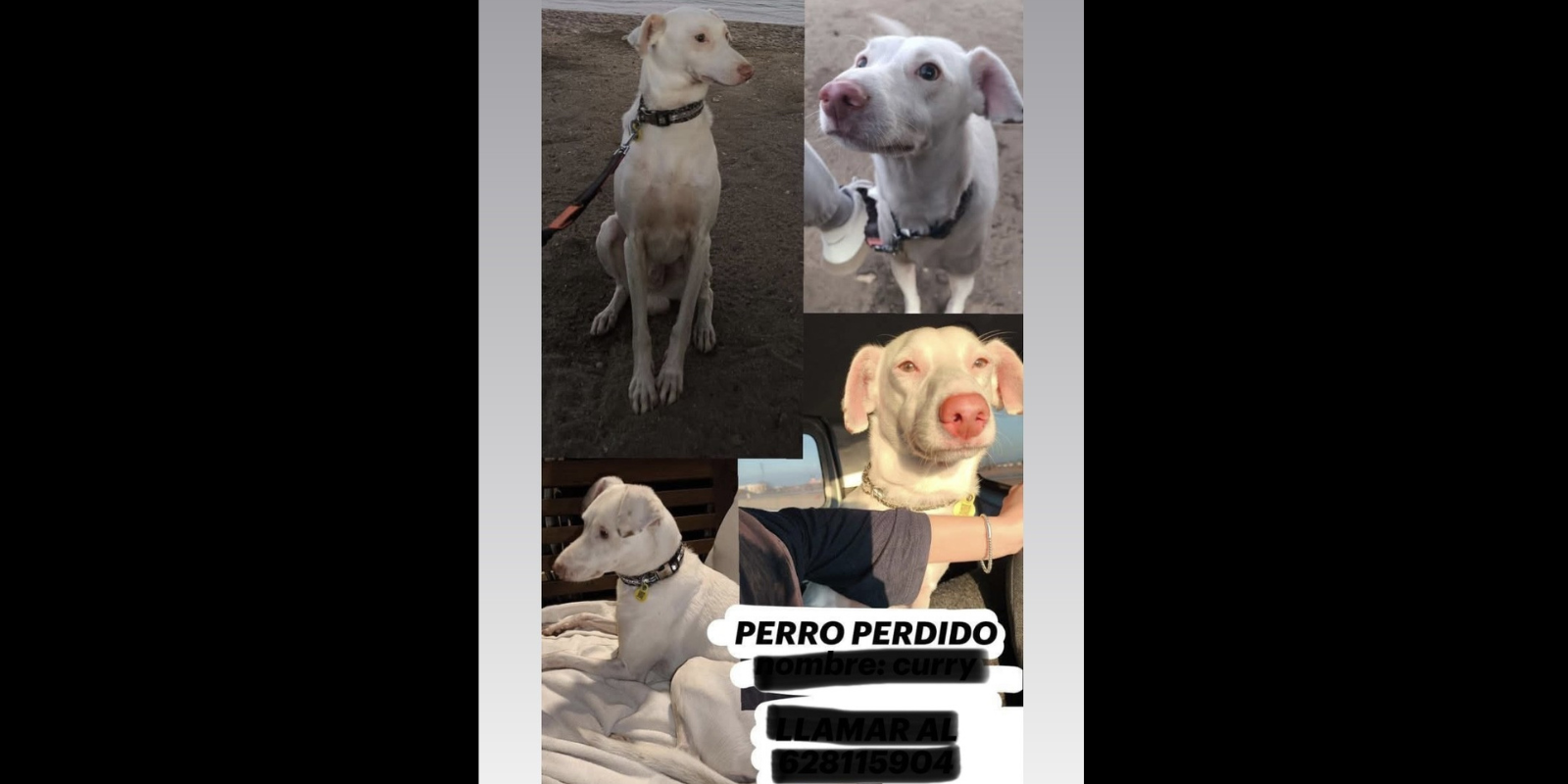 Imatges del gos perdut. FOTO: Cedida