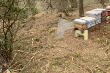 Els apiaris de Melvida i tota la zona desbrossada