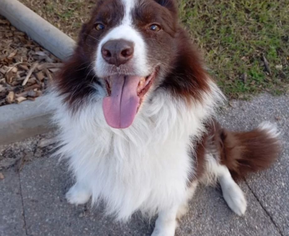 L'Arden s'ha perdut. FOTO: Cedida