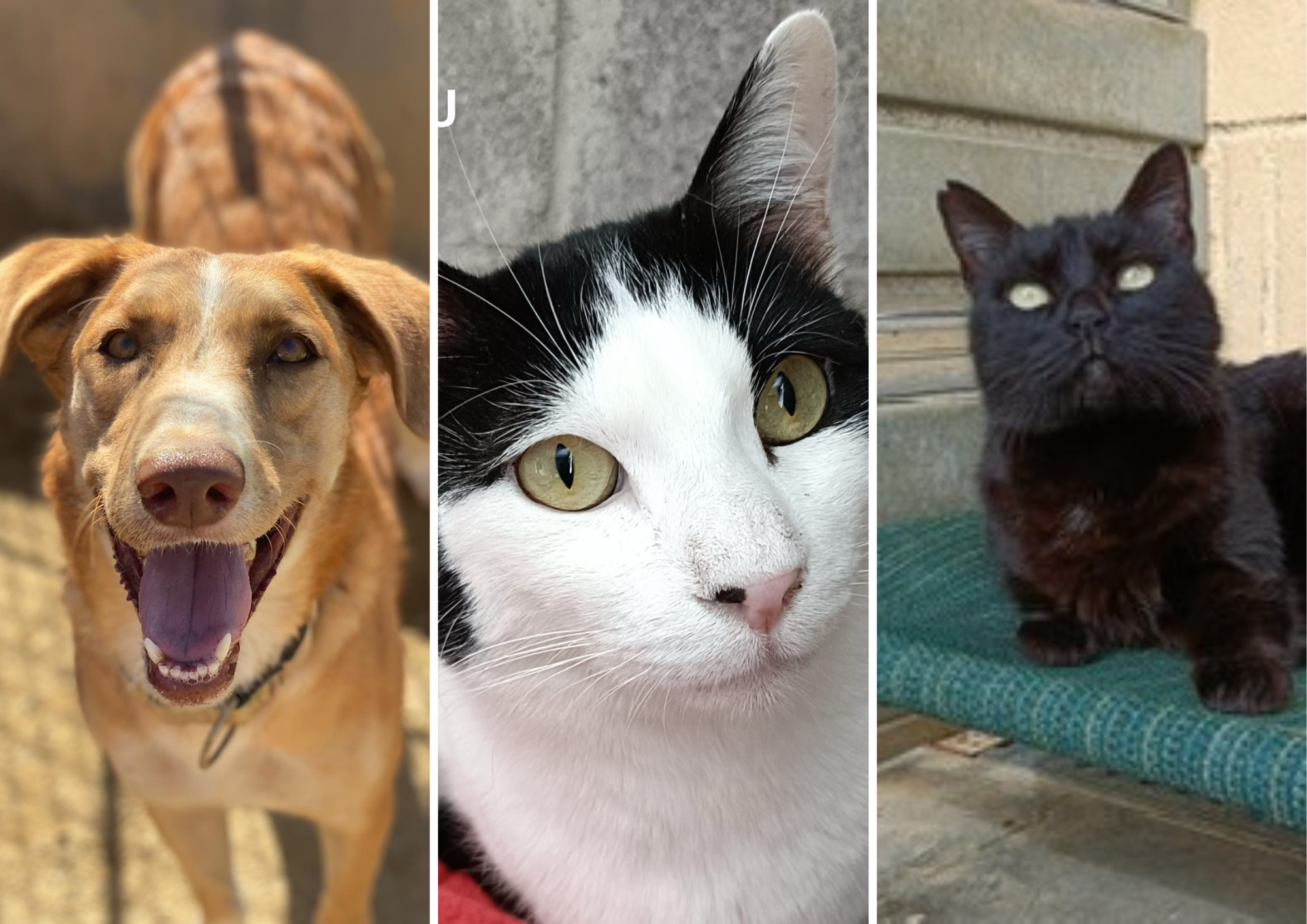 Animals en adopció: Annapurna, Chitu i Emília. FOTO: Cedida