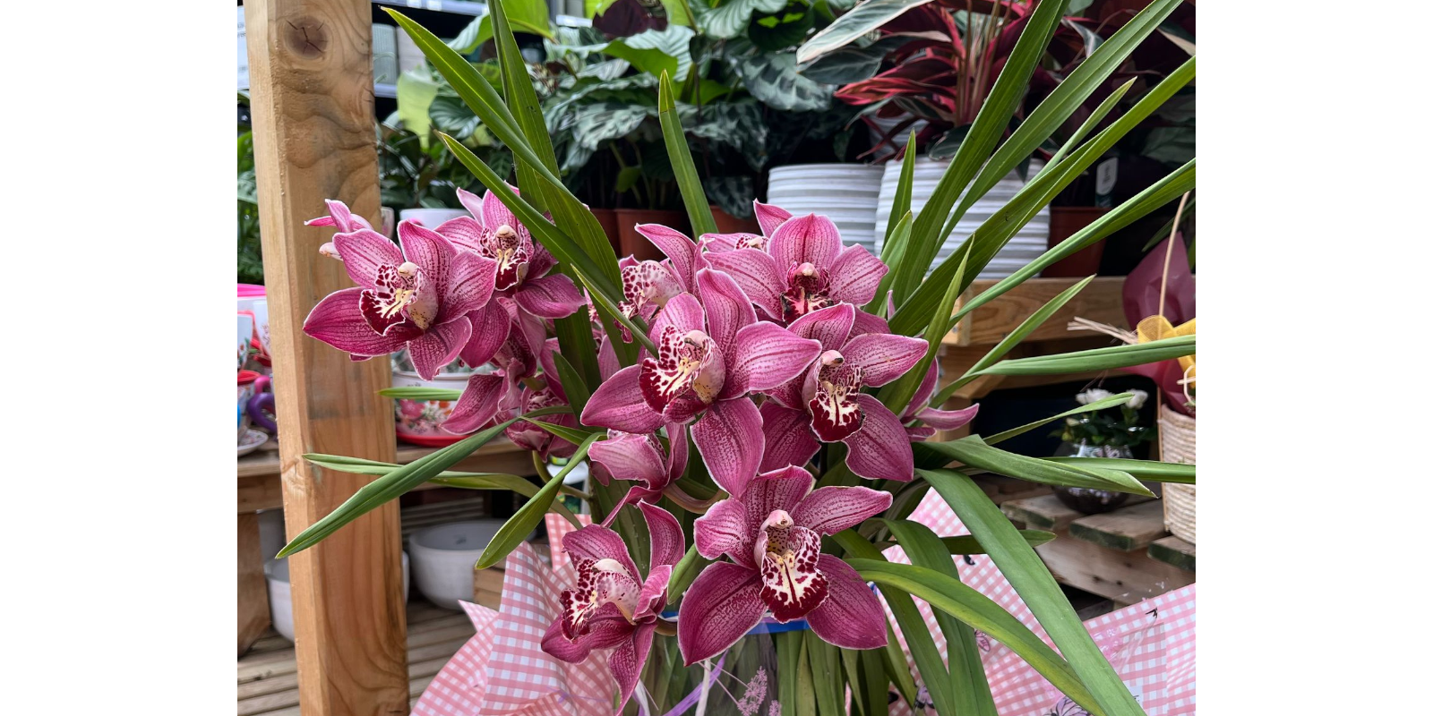 Jardiland Sant Cugat disposa de tot el que necessites per rebre la primavera. FOTO: Cedida