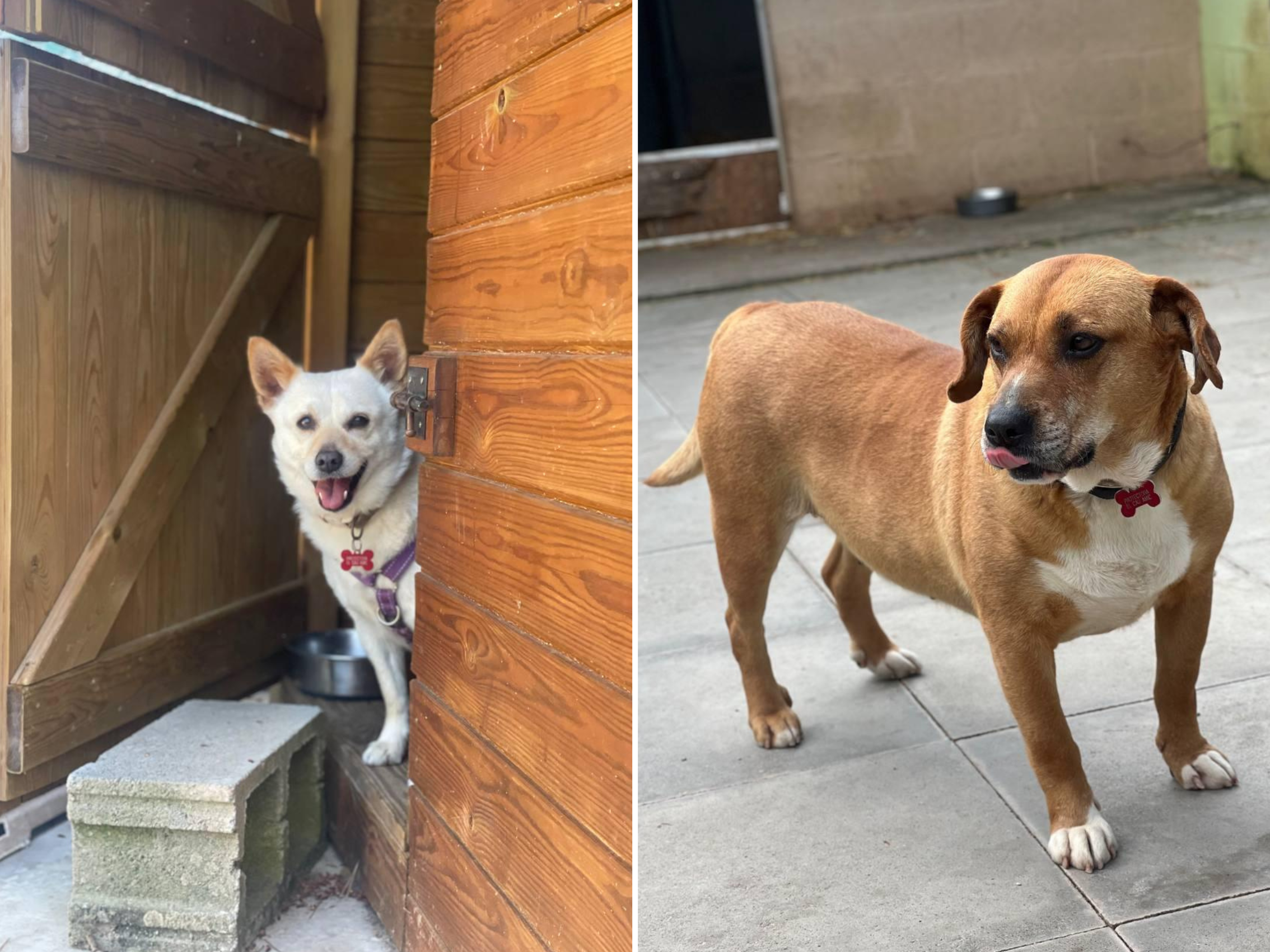 Animals en adopció: Pitusa i Poppy. FOTO: Cedida