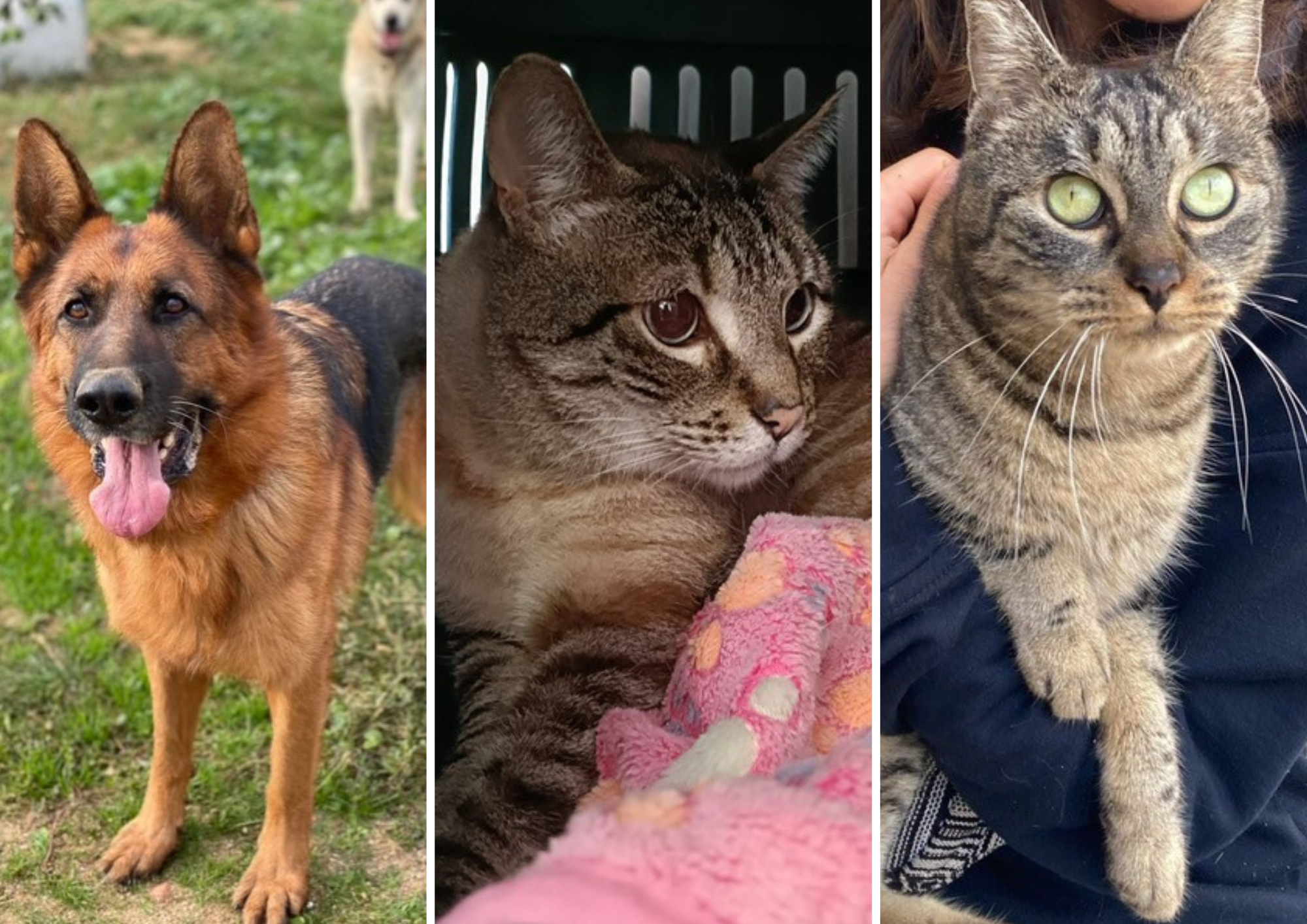 Animals en adopció: Bor, Myna i Mayo. FOTO: Cedida