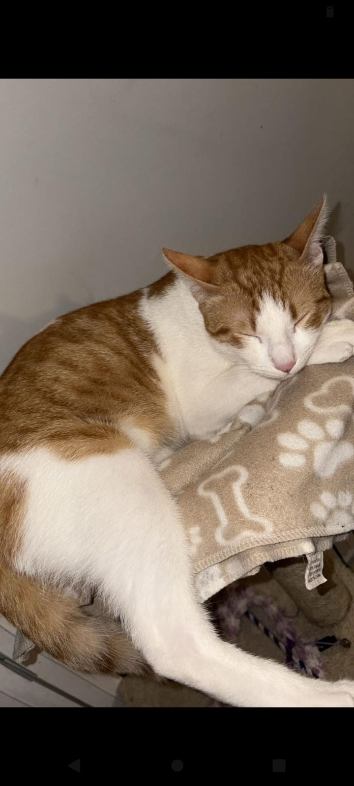 Busquen un gat desaparegut al carrer de Domènec Oristrell. FOTO: Cedida