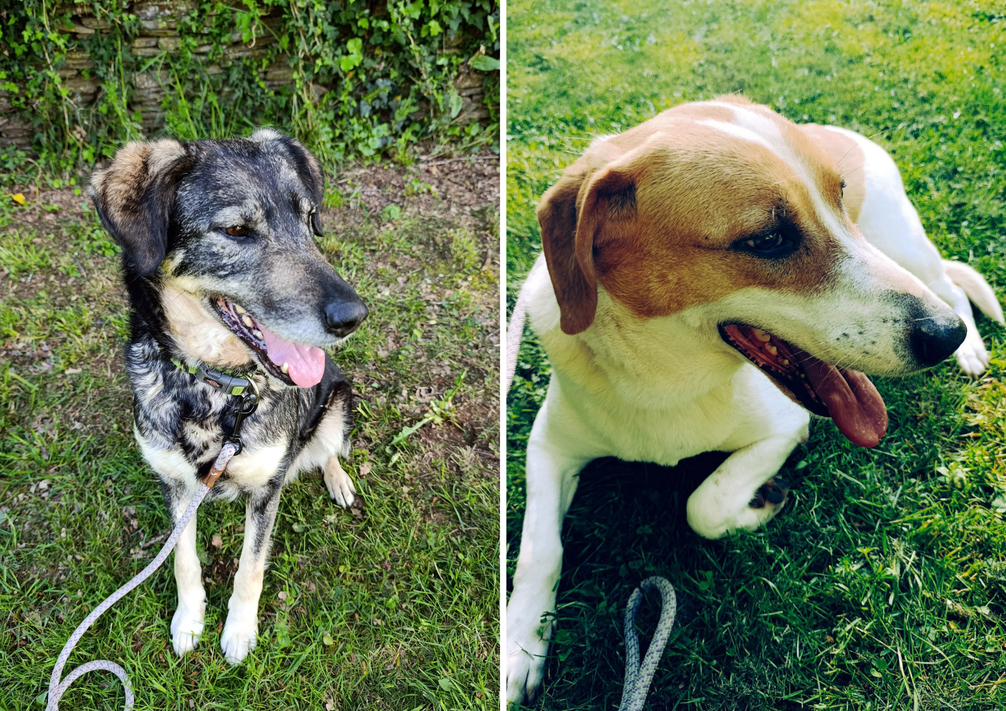 Animals en adopció: Leandra i Niebla. FOTO: Cedida