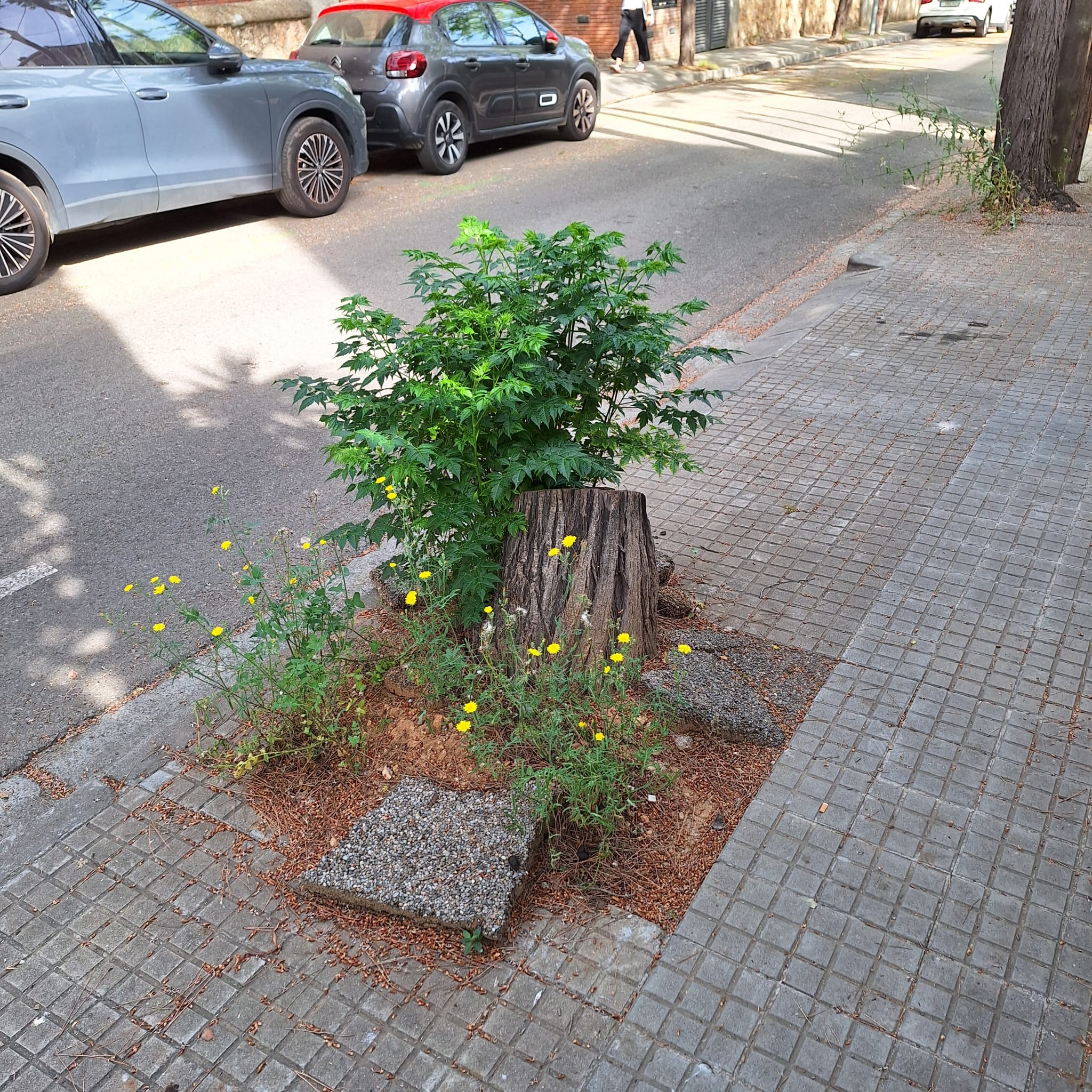 Estat lamentable del carrer de Verdi. FOTO: Esteve M. Millán