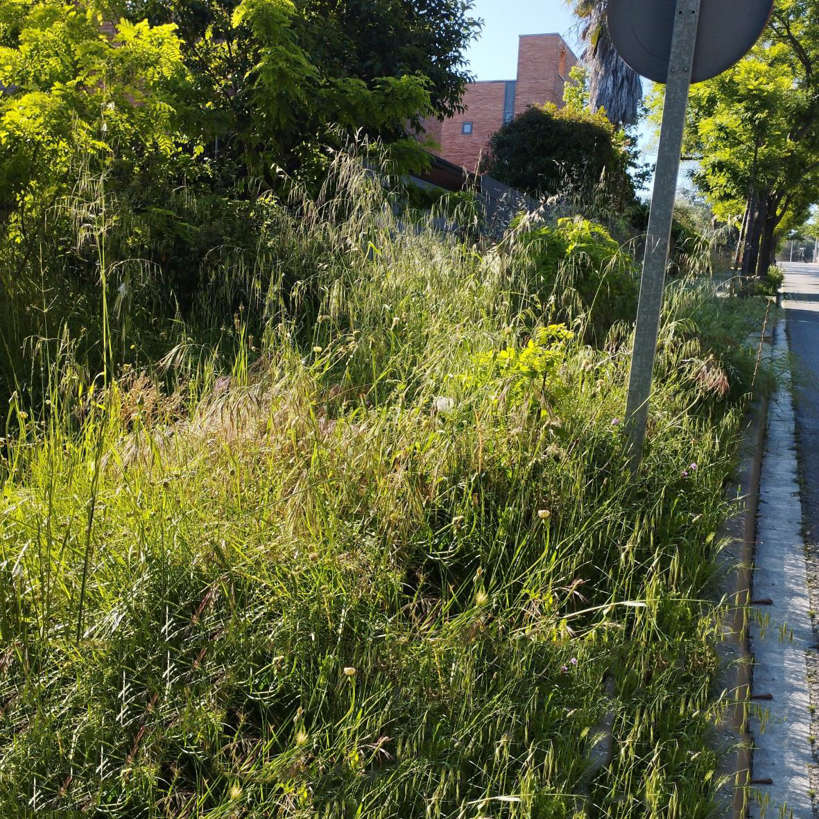 Vegetació de l’avinguda de Bilbao. FOTO: Lluis Ma Valle