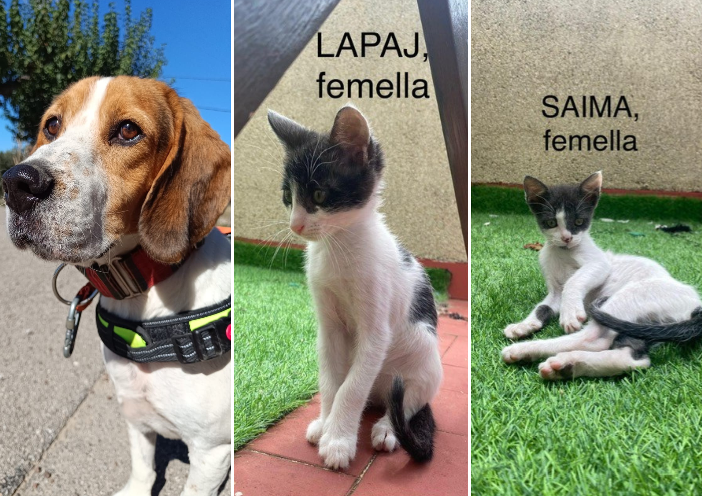 Animals en adopció: Boy, Lapaj i Saima. FOTO: Cedida