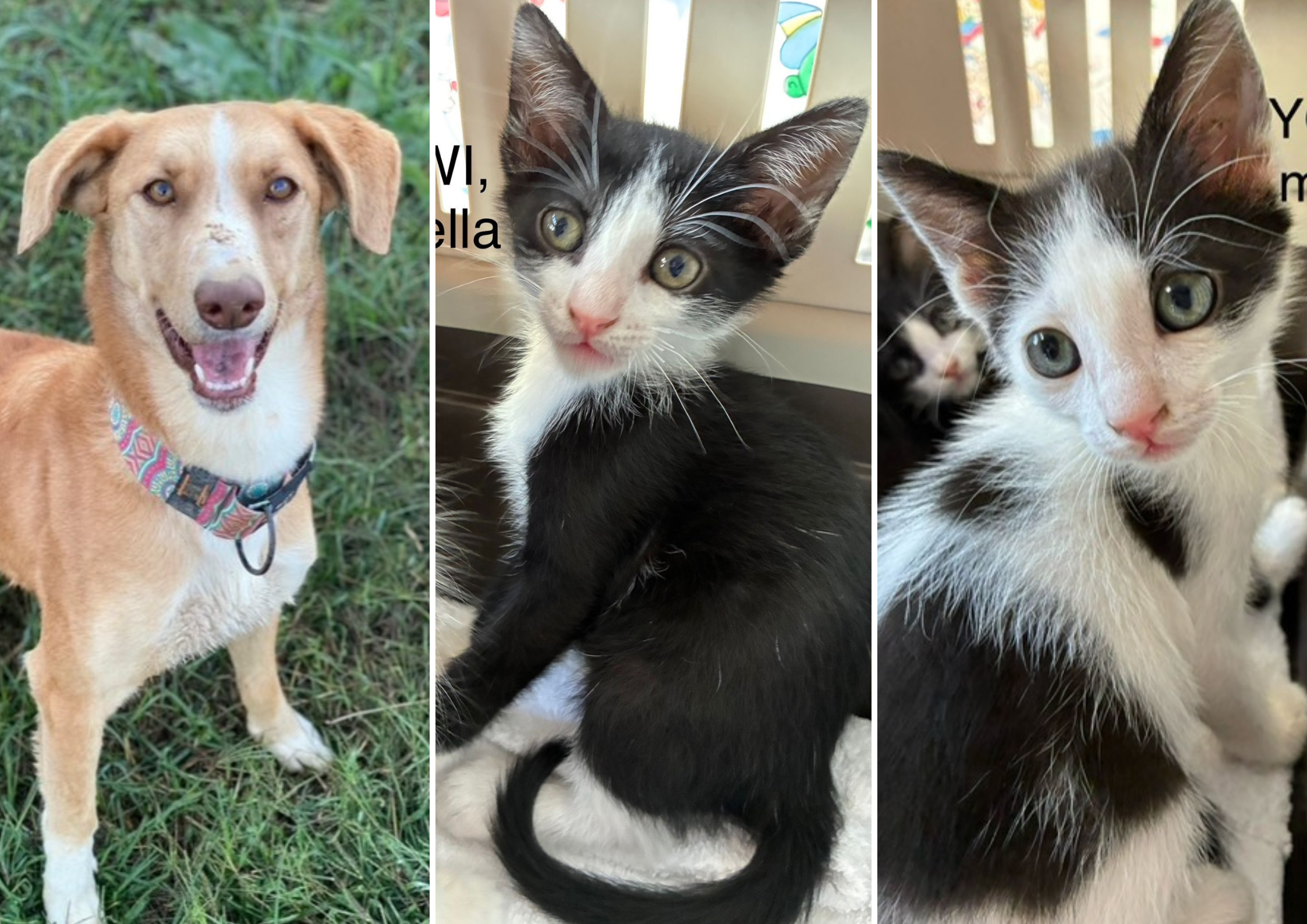 Animals en adopció: Annapurna, Lowi i Yoigo. FOTO: Cedida