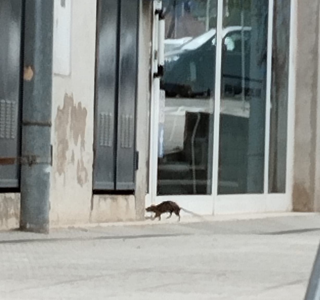 Una rata es passeja per Francesc Macià. FOTO: Núria Peláez