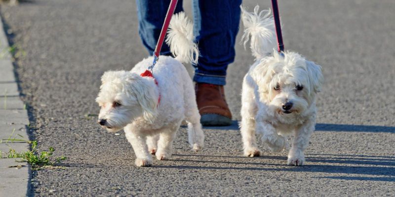 Dos gossos passejant per l'asfalt. FOTO Pixabay