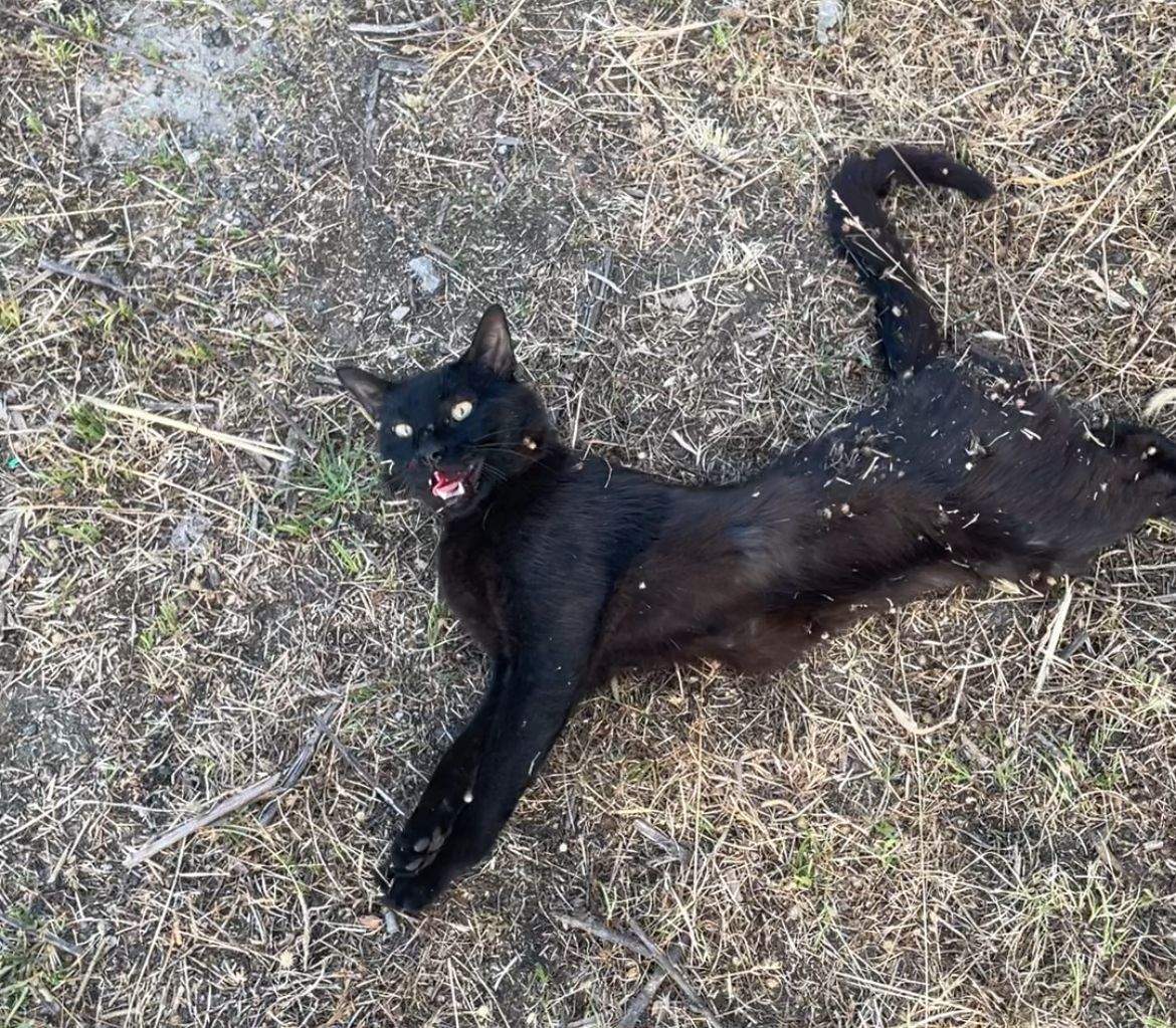 'Altres ens els maten'. FOTO: Cedida per Santi Martí