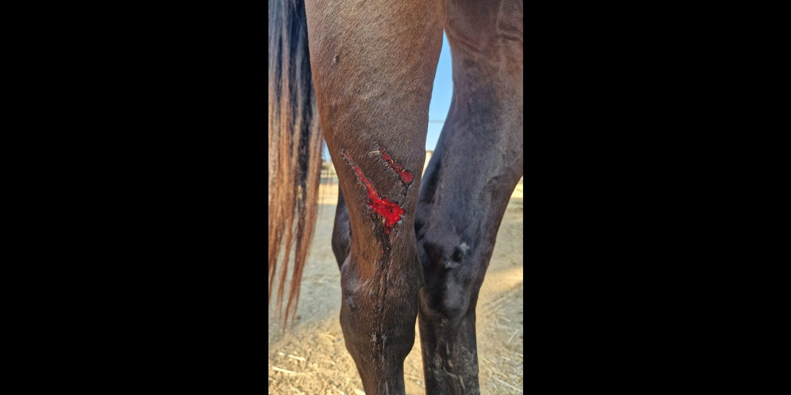 El cavall ferit. FOTO: Cedida