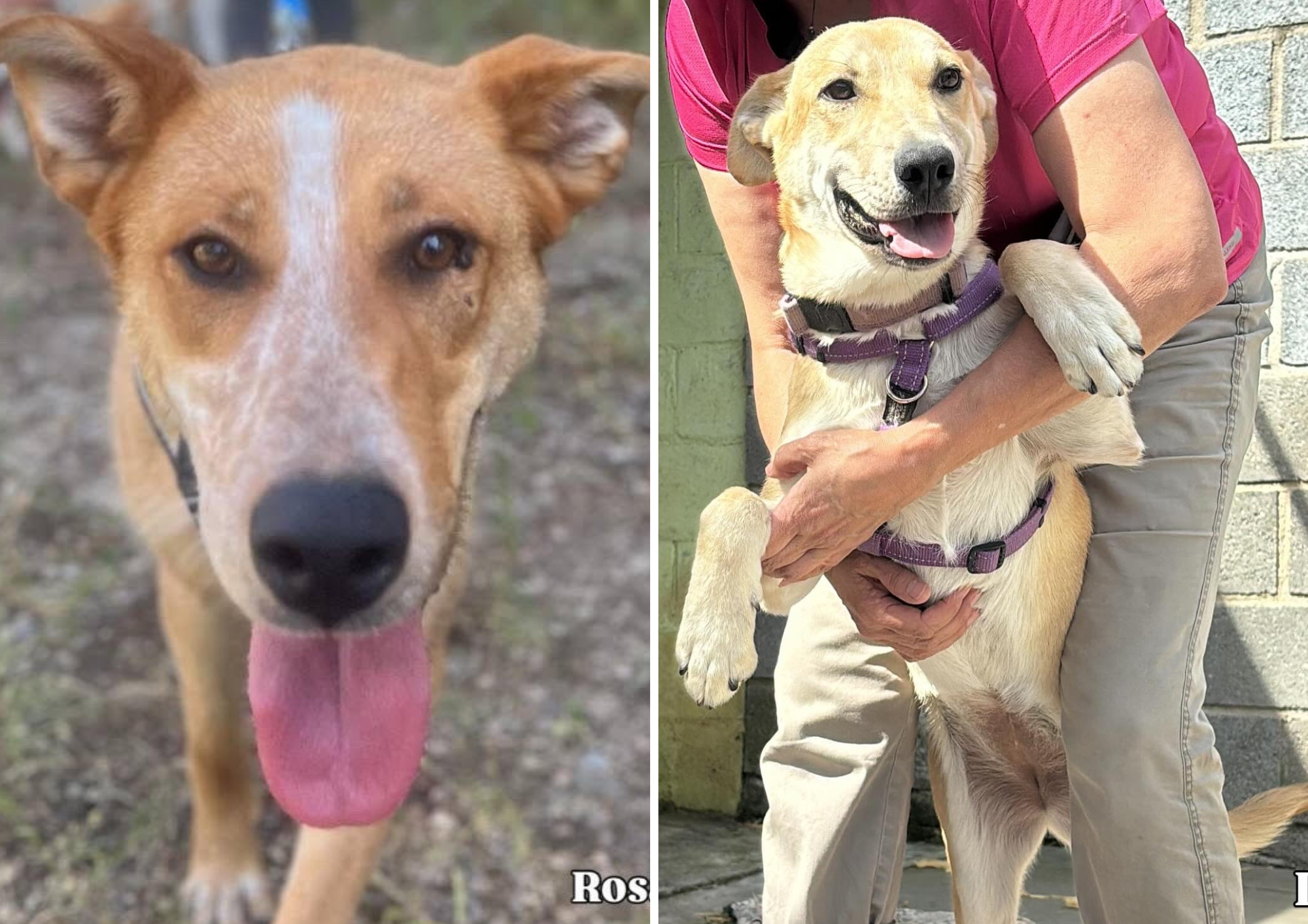 Animals en adopció: Rosana i Inti. FOTO: Cedida