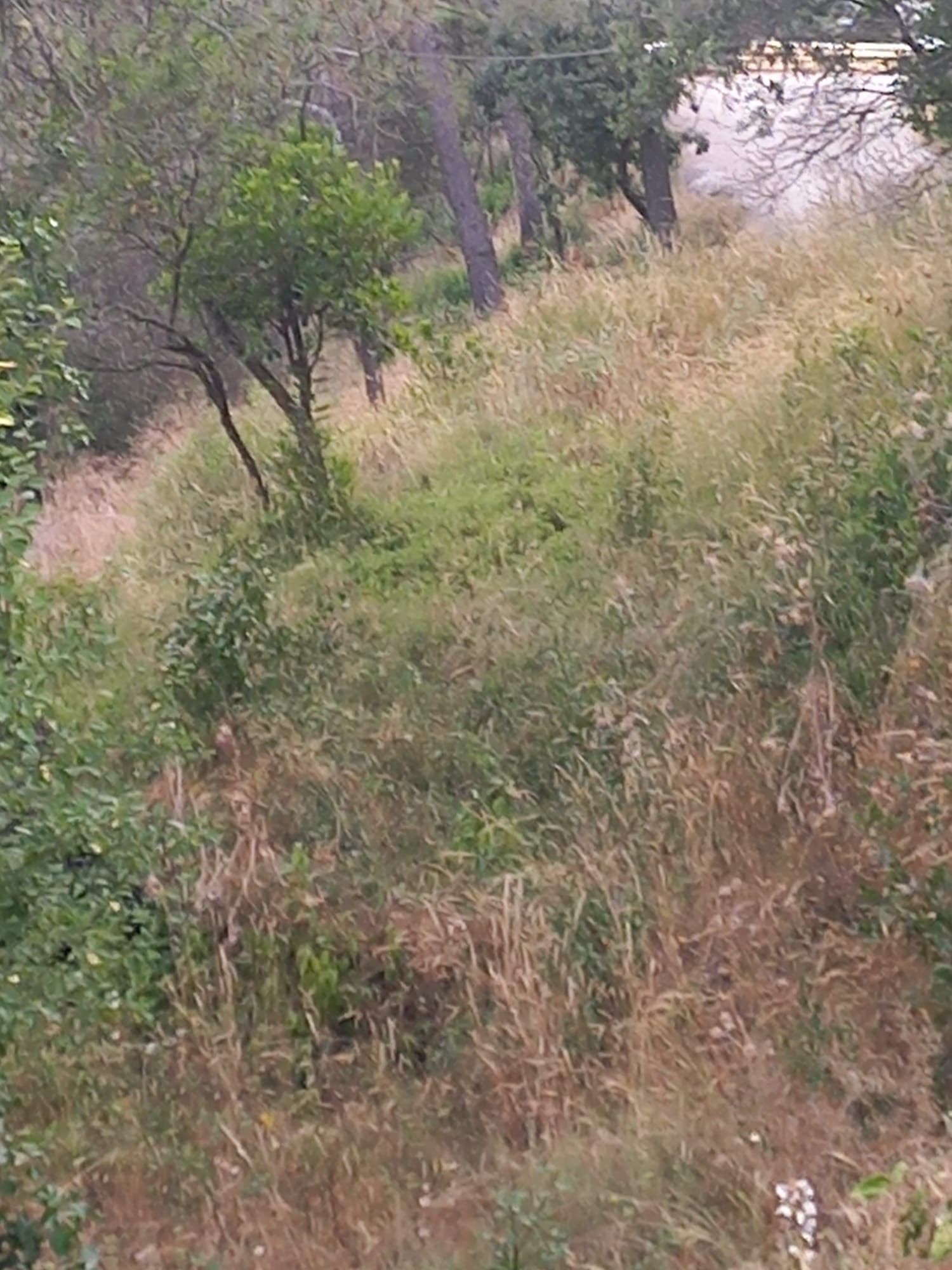 Males herbes a Les Planes. FOTO: Natividad Torres