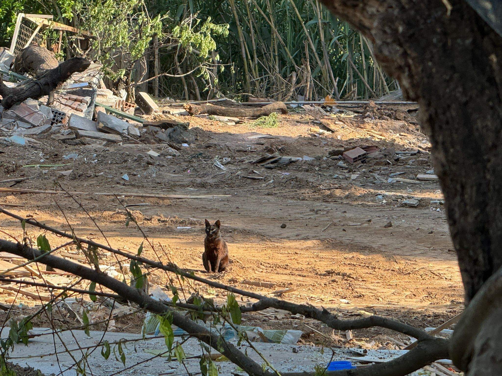 Un dels gats a l'espai privat FOTO: PAS