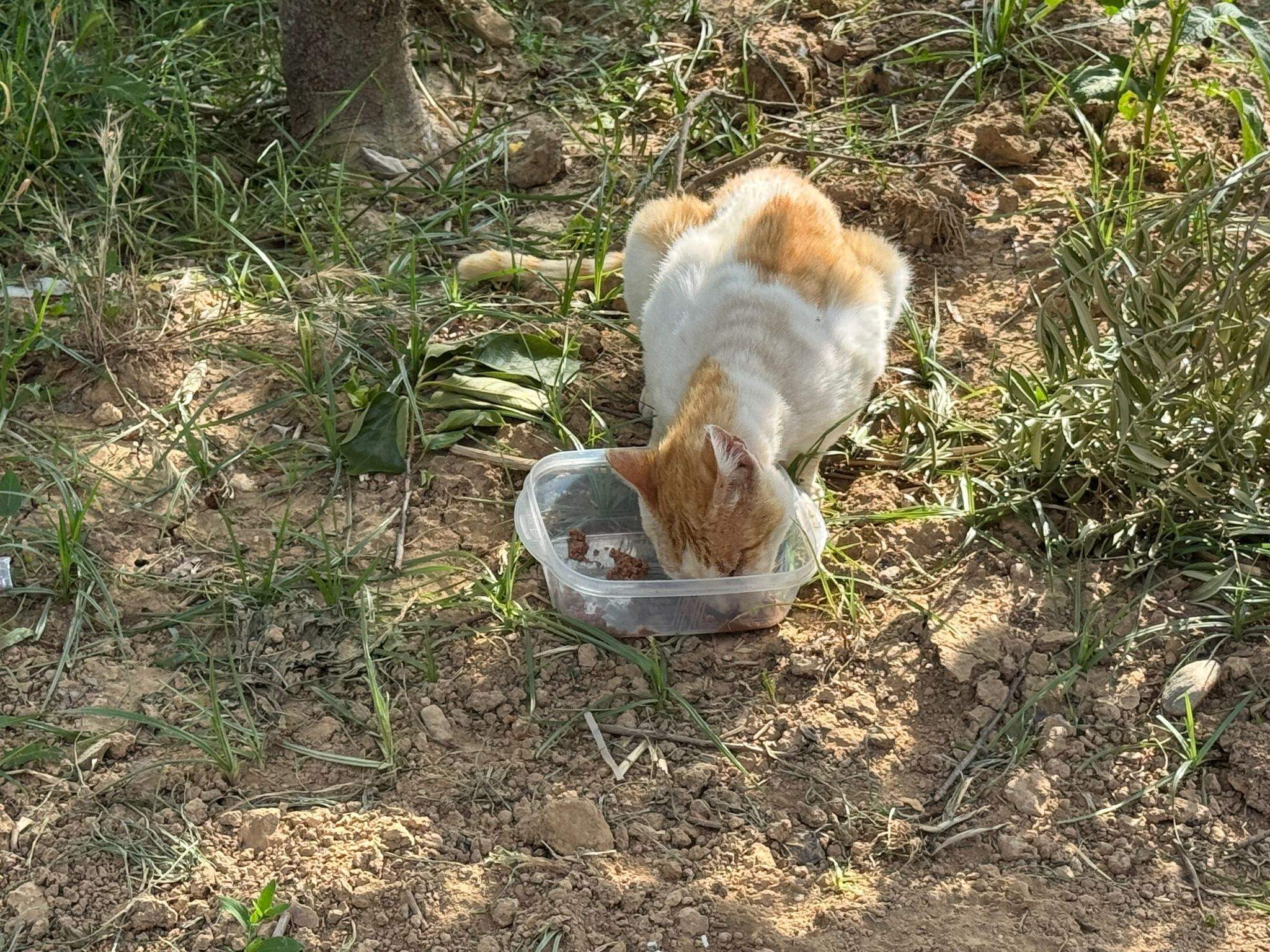 Un dels gats de la colònia alimentant-se FOTO: PAS