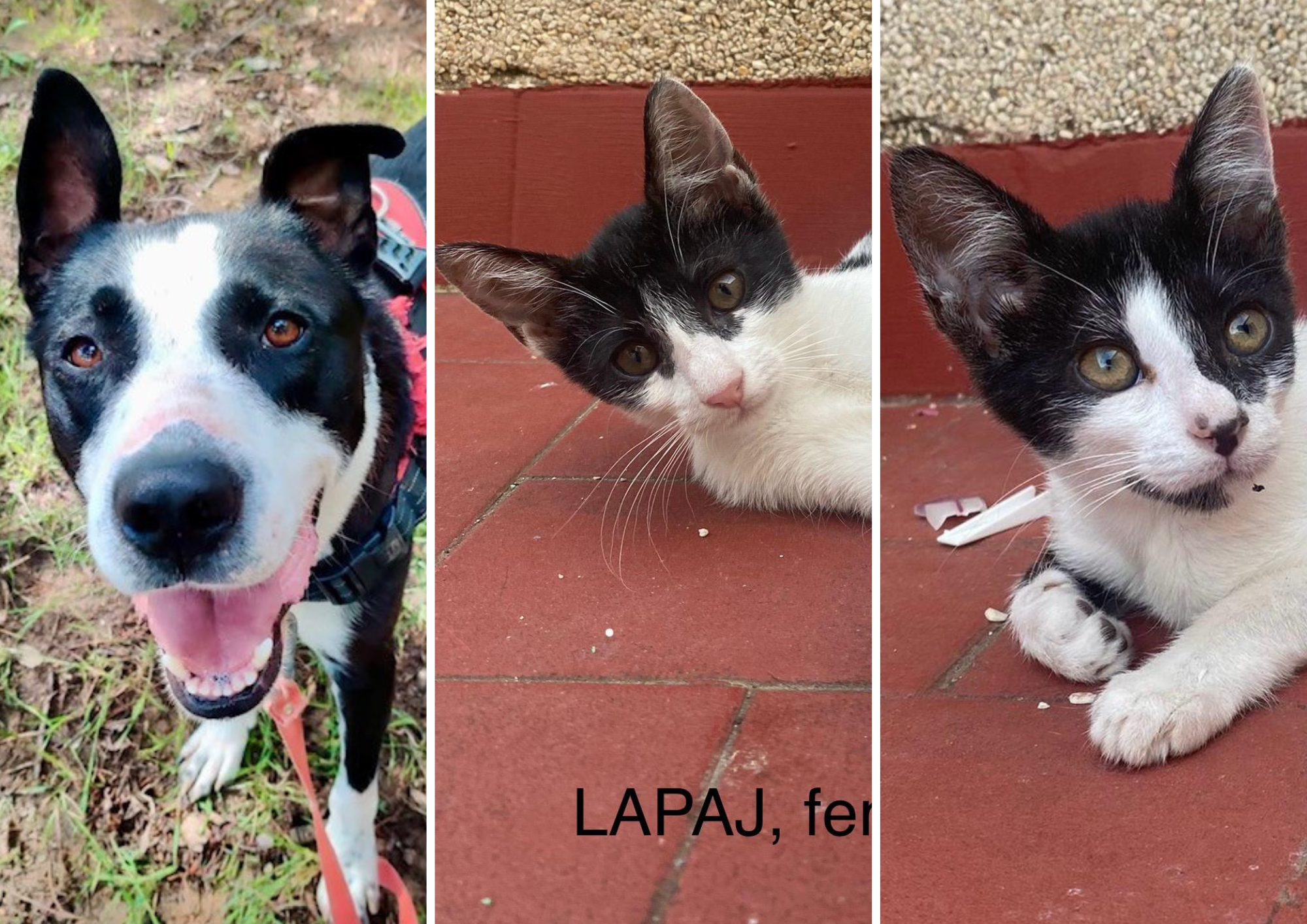 Animals en adopció: SIOUX, LAPAJ i SAIMA