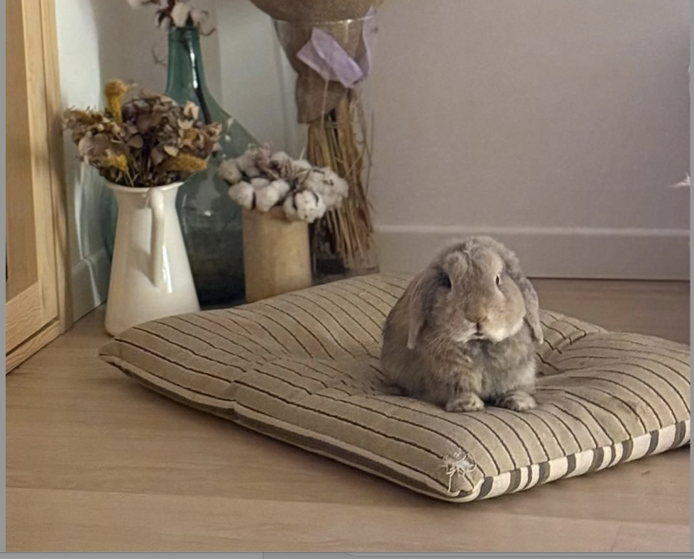 El conill perdut FOTO: Cedida