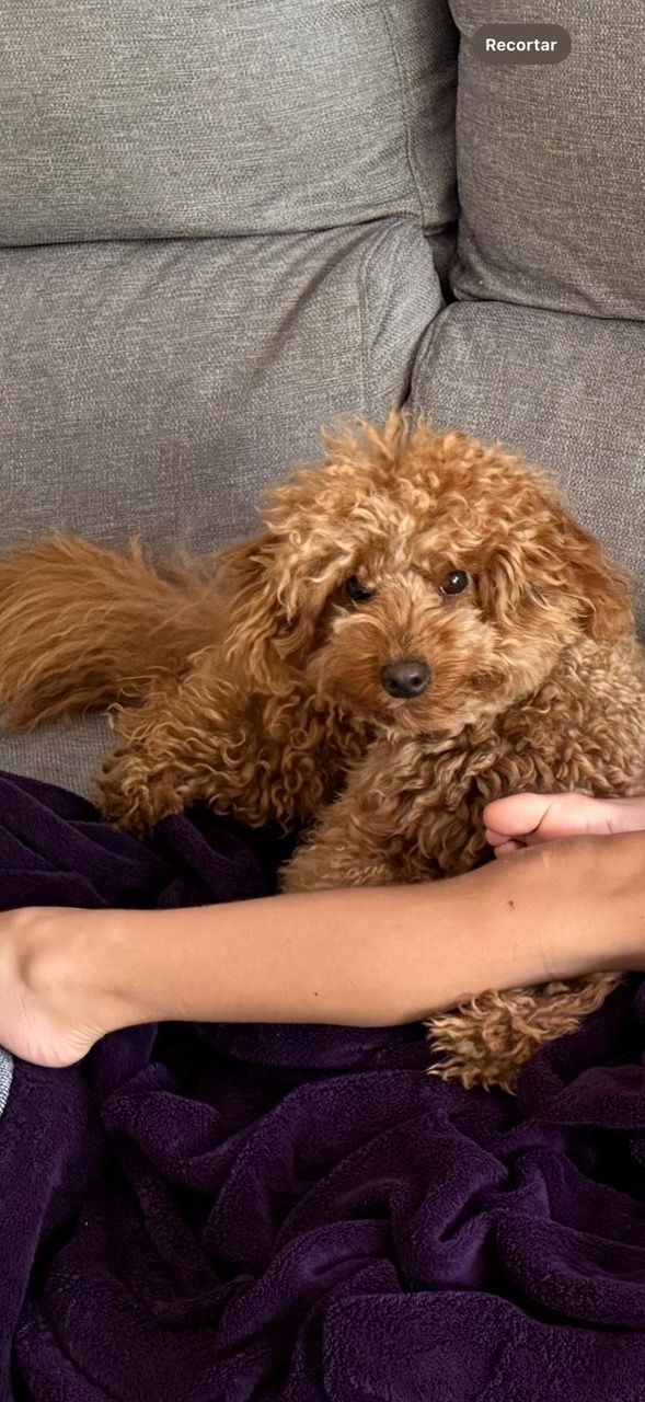 Imatge del Drac. FOTO: Cedida