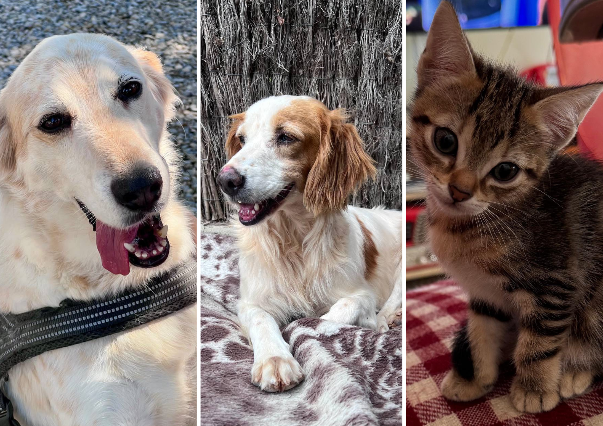 Animals en adopció: Floquet, Lula i diferents gats en adopció. FOTO: Cedida