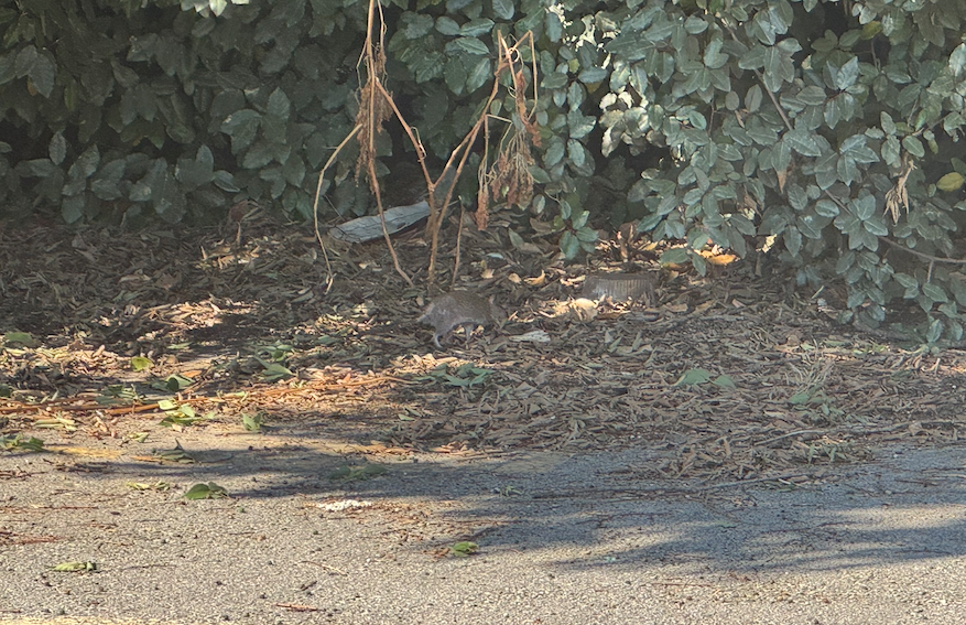 Captura de pantalla 2025 07 16 a les 15.53.12