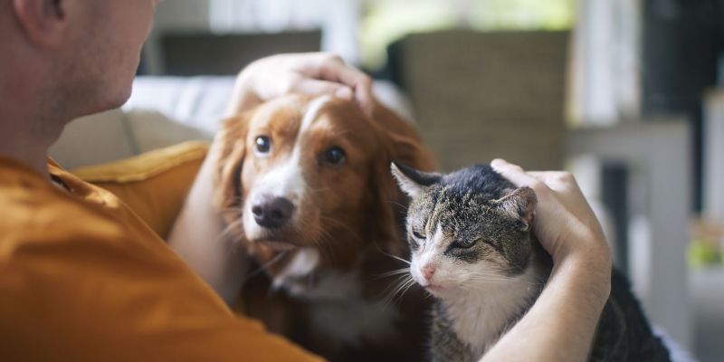 gats gossos santcugat