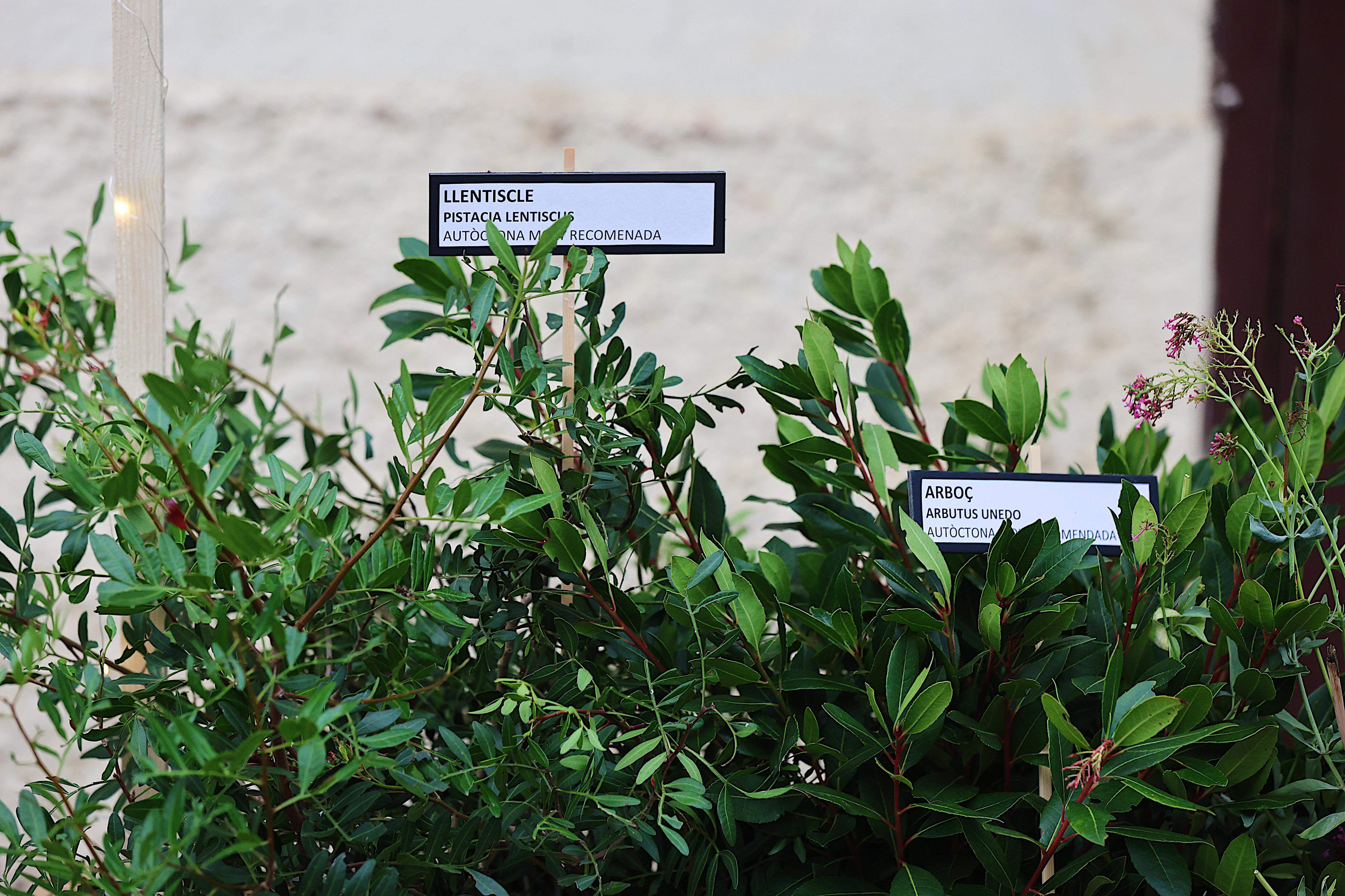 Pregó de la Festa Major de Sol i Aire. FOTO: Ajuntament