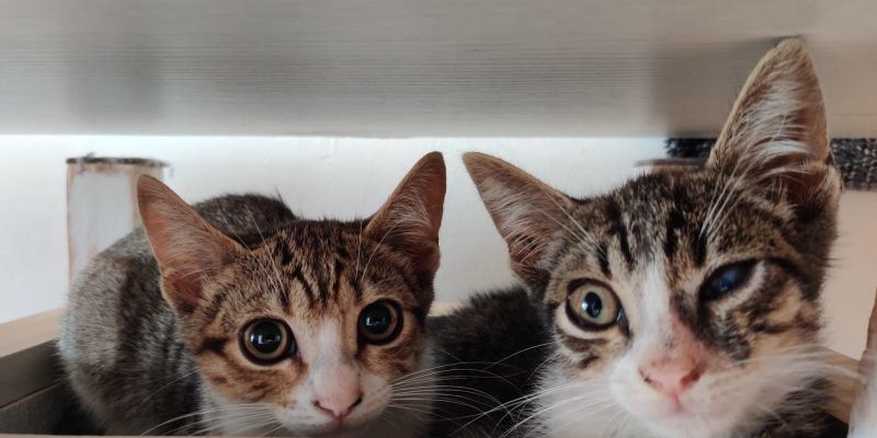 ANIMALS VALENT I TRAPELLA(1)