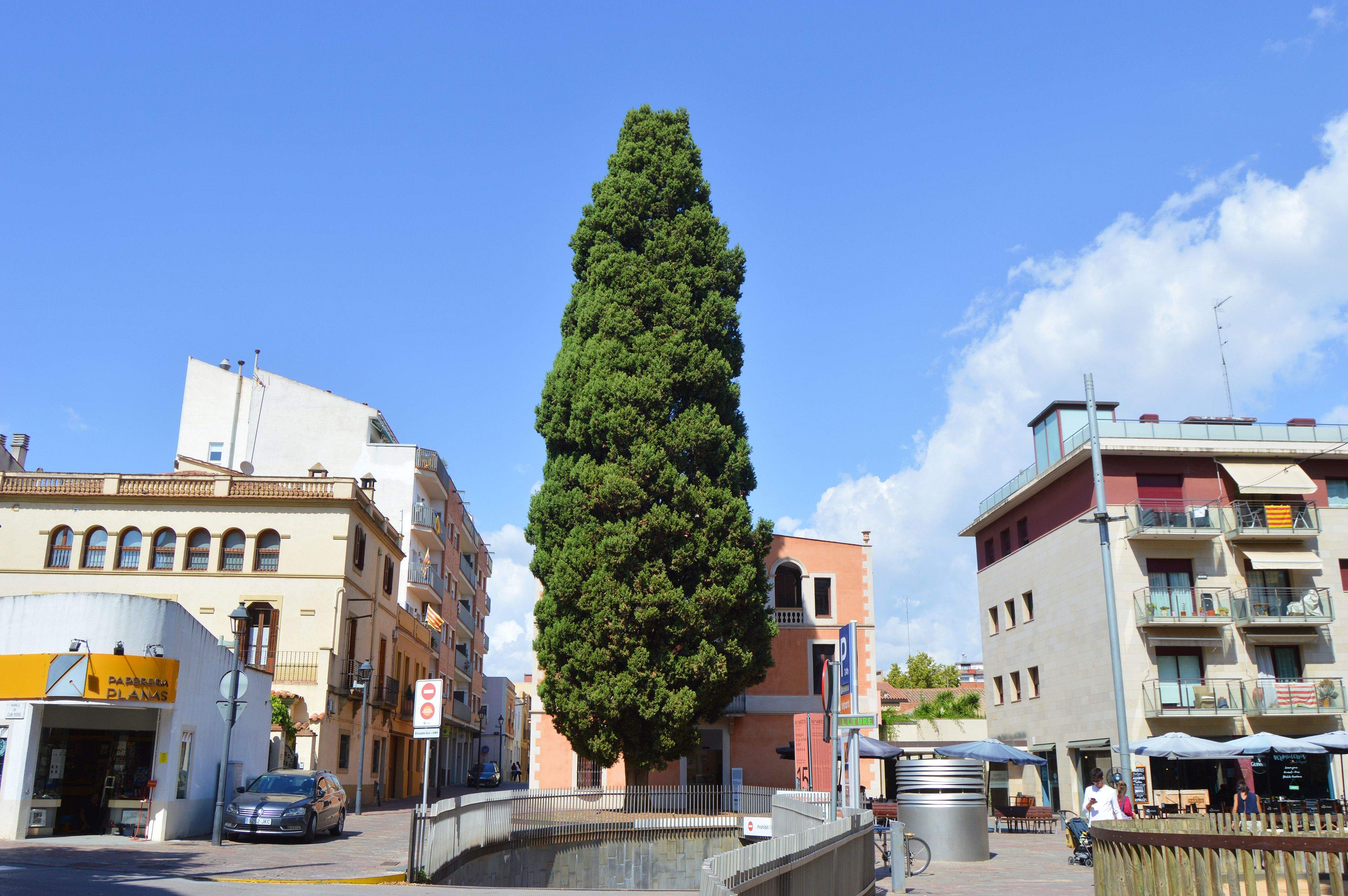 Xiprer de Can Quitèria 1