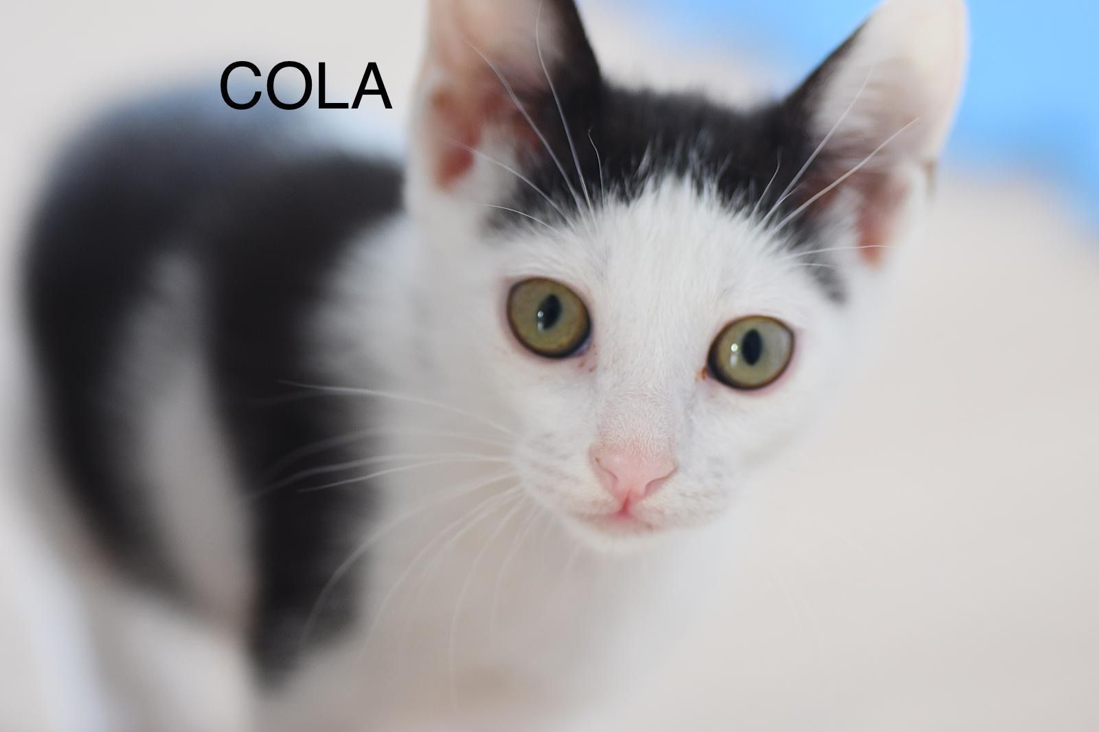 ANIMALS COLA