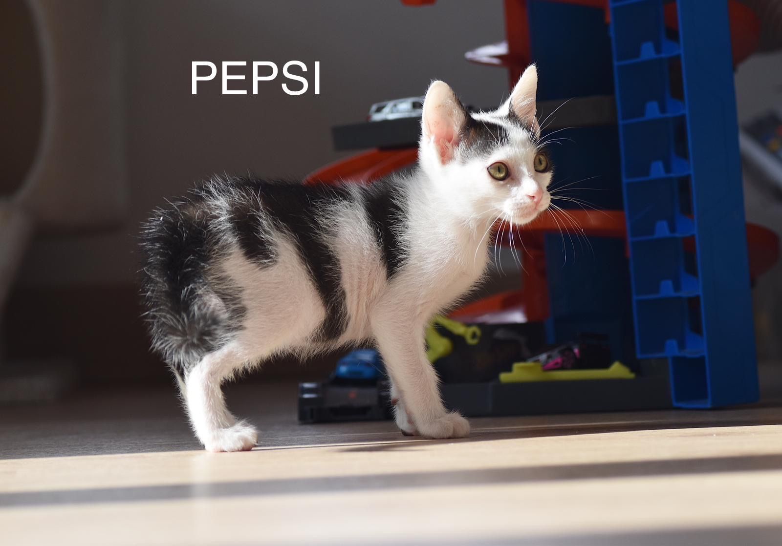 ANIMALS PEPSI