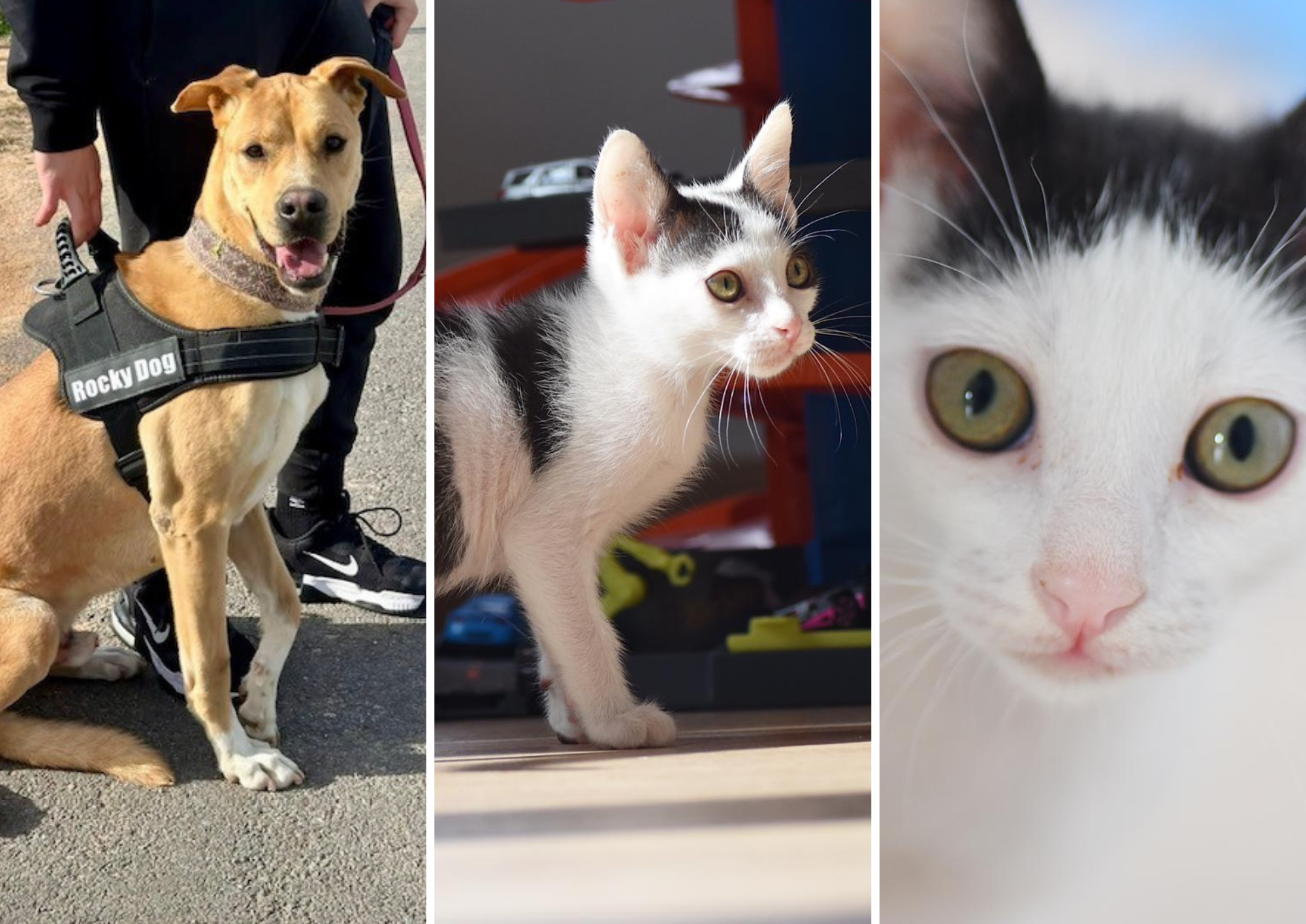 Animals en adopció: Tano, Pepsi i Cola. FOTO: Cedida