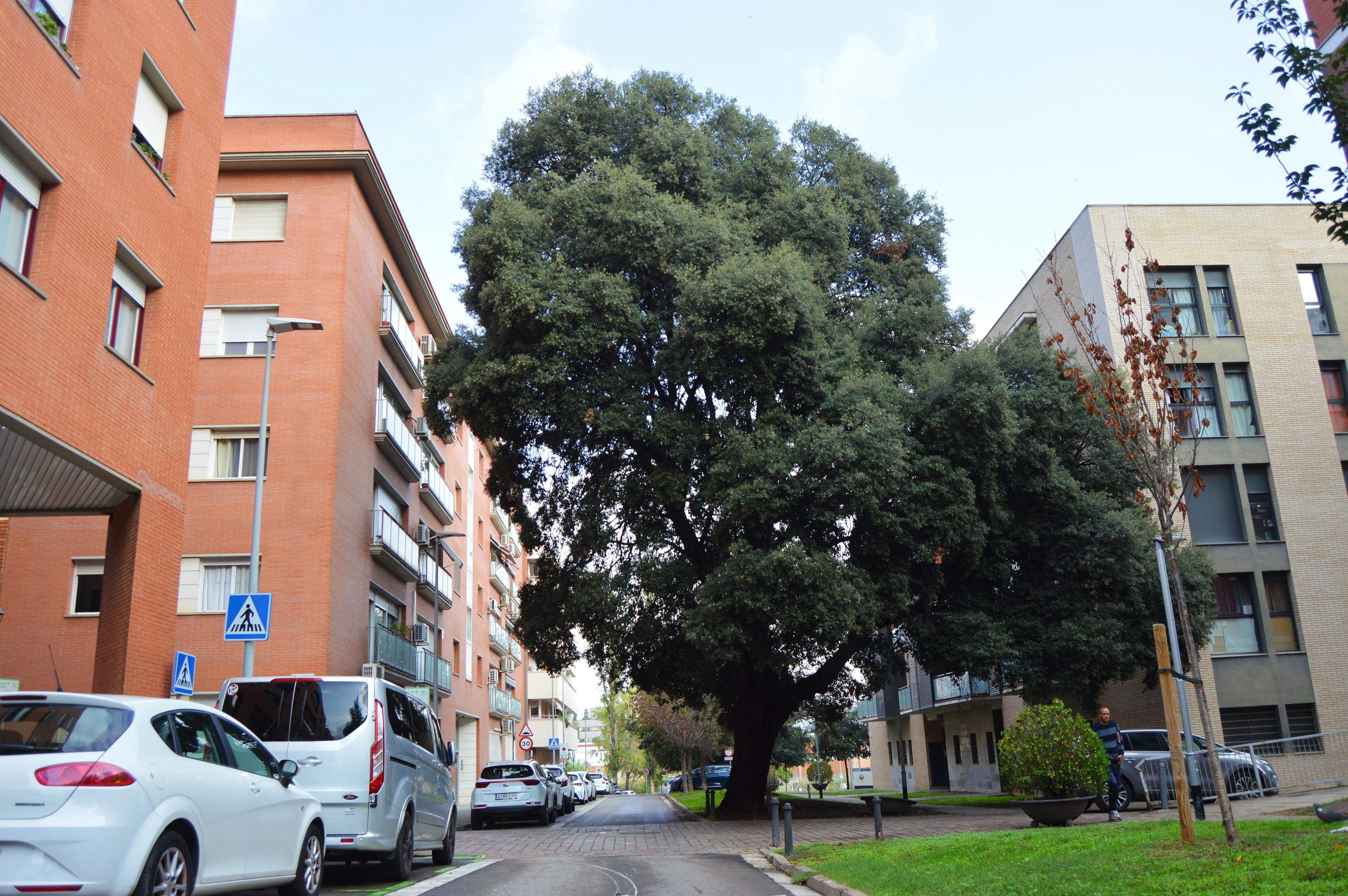 Alzina del carrer Borrell. FOTO: Cedida