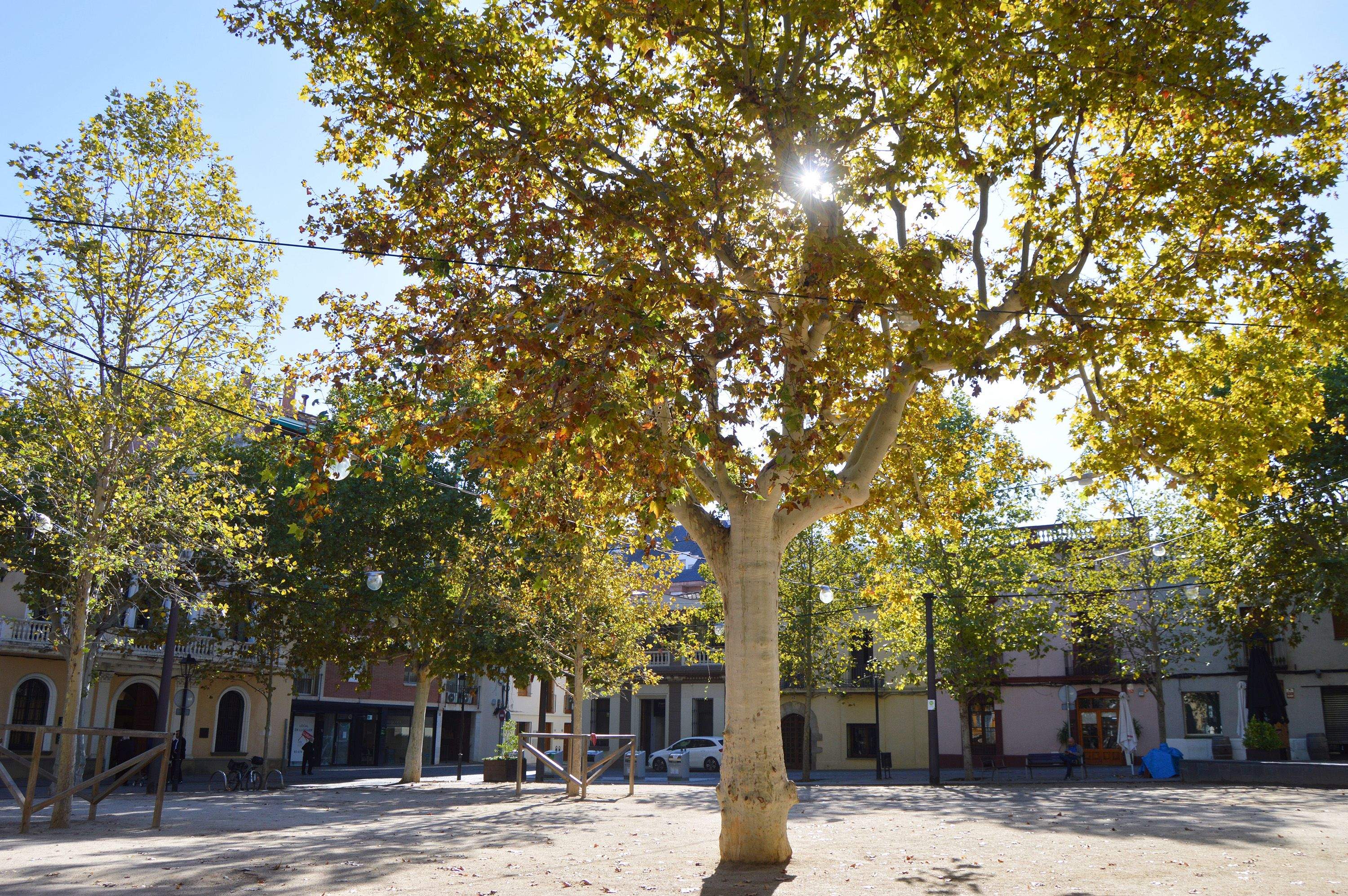 Plàtans plaça Barcelona