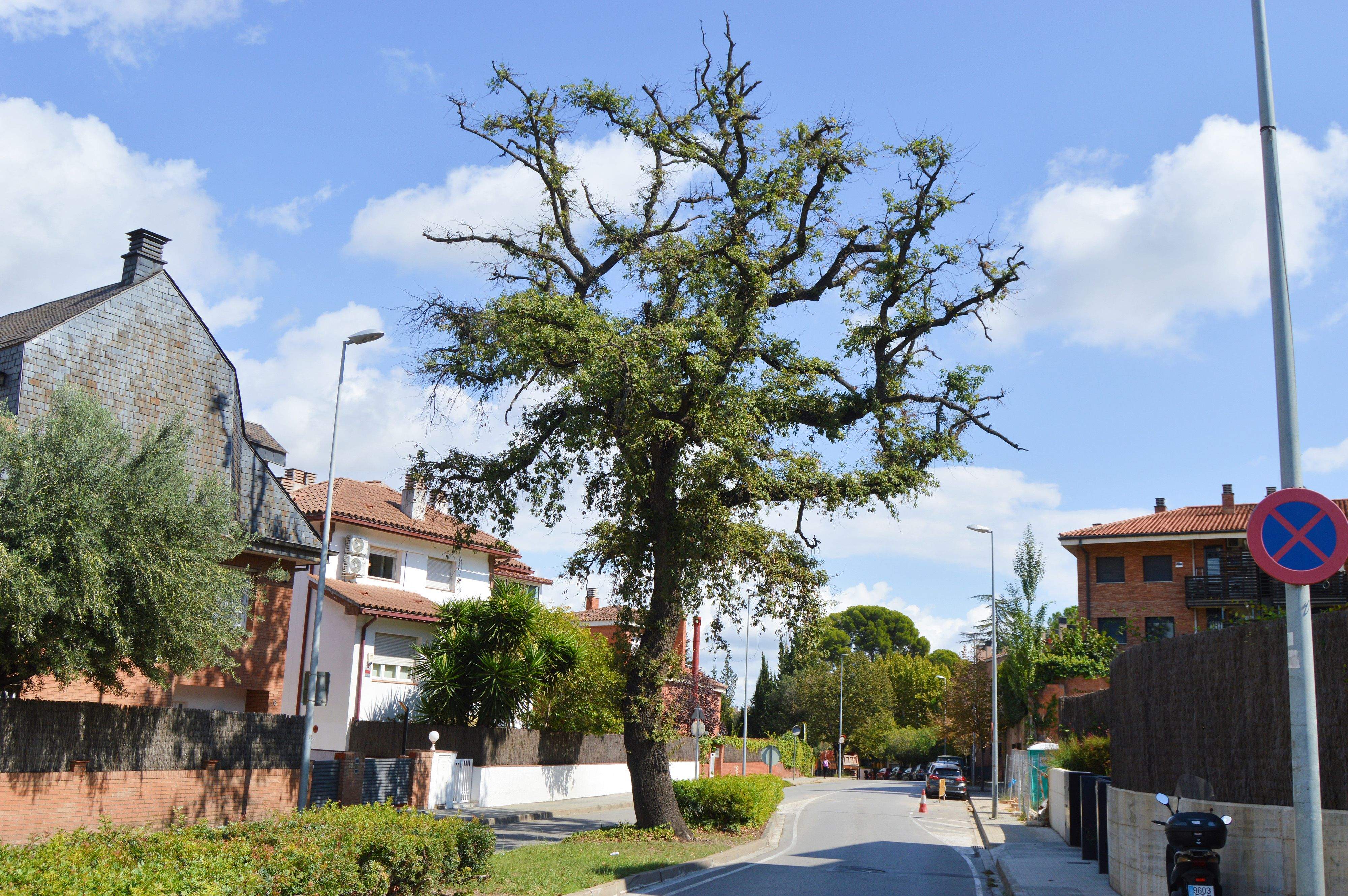 Roure del carrer dels safareigs