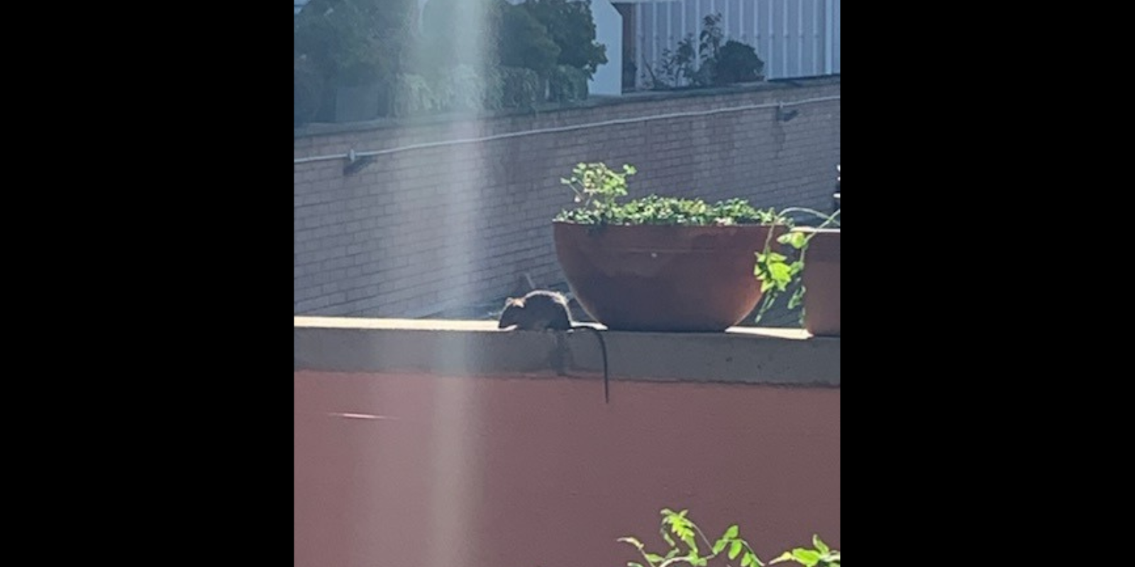 Una rata a la terrassa d'un domicili a la zona de Torreblanca. FOTO: Cedida
