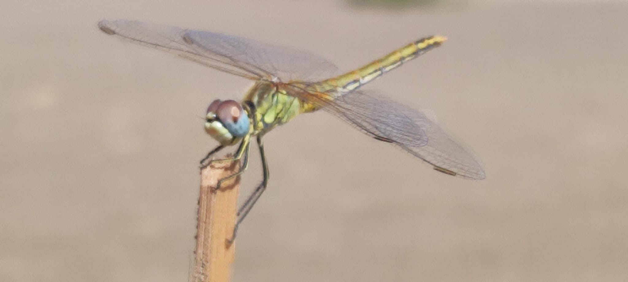 Delta del ebro · Amposta  FOTO: Rodrigo Oriz Lopez