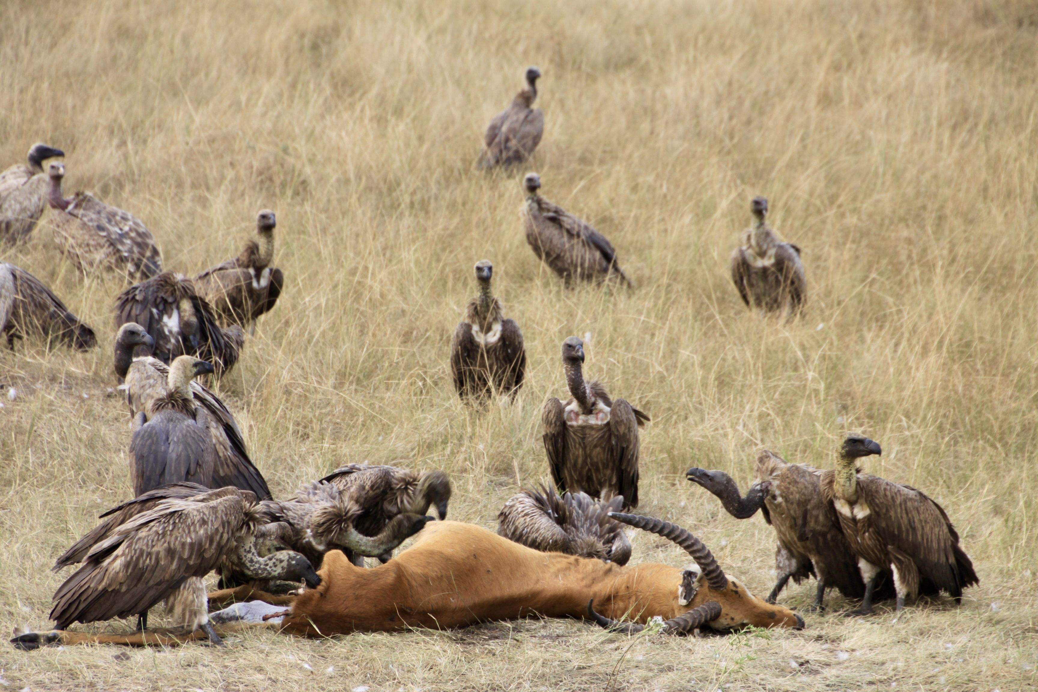 L'últim sopar  · Uganda FOTO: ADRIA PINTO PARDO