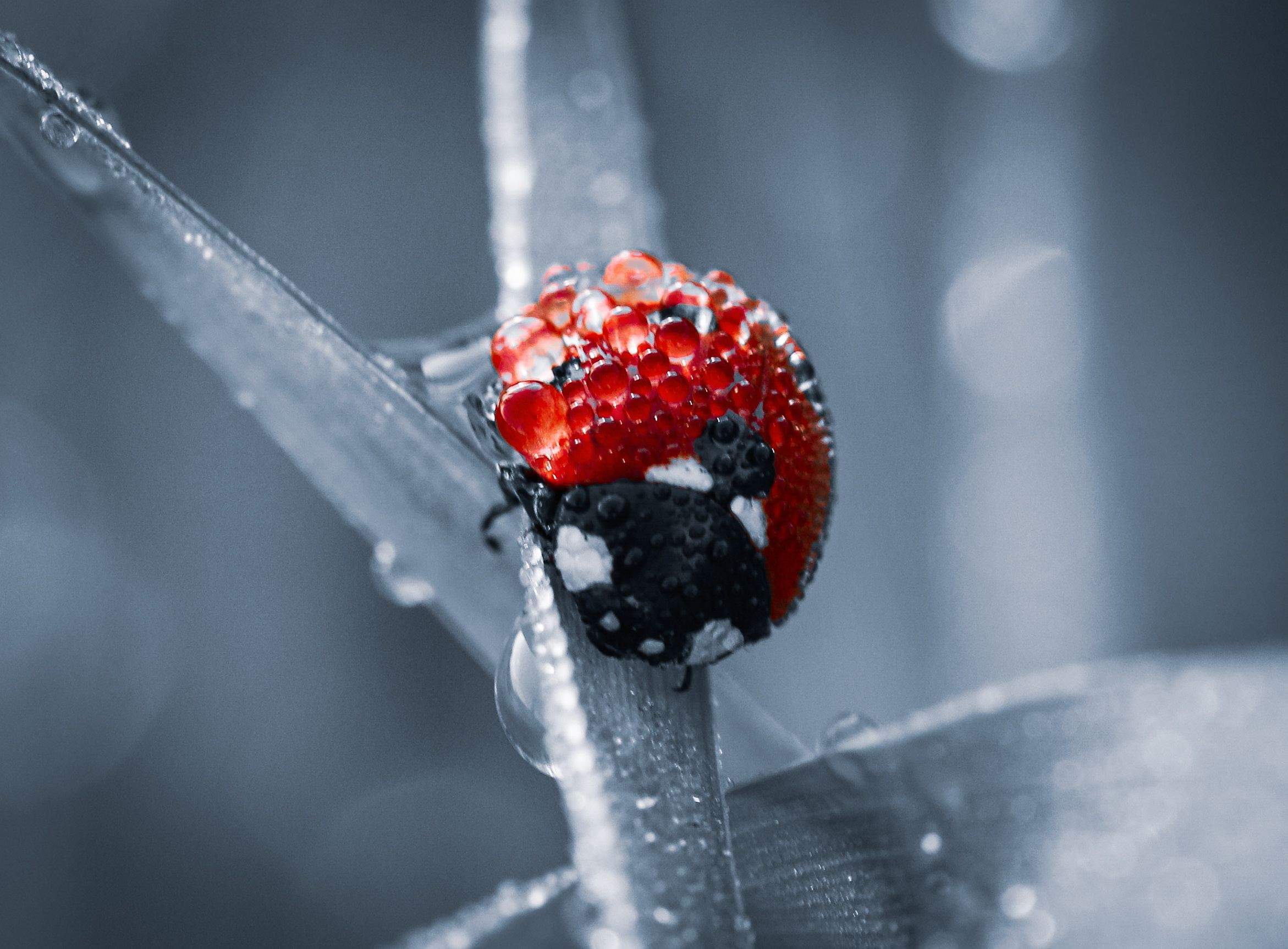 Rosada  · Esparreguera (Barcelona) FOTO: Manu  Garcia