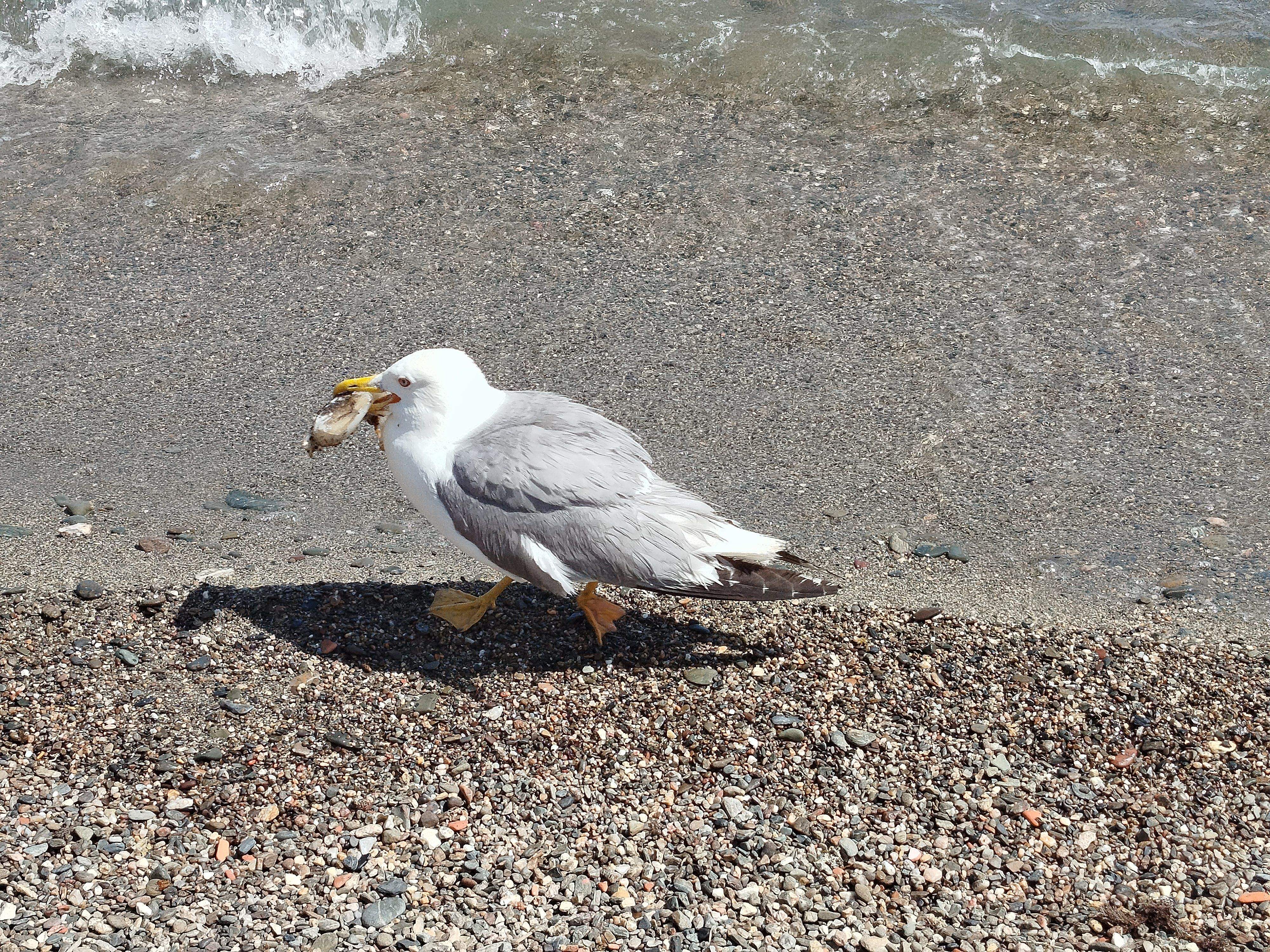 Supervivència · Llançà FOTO: Laura Lienas Massot