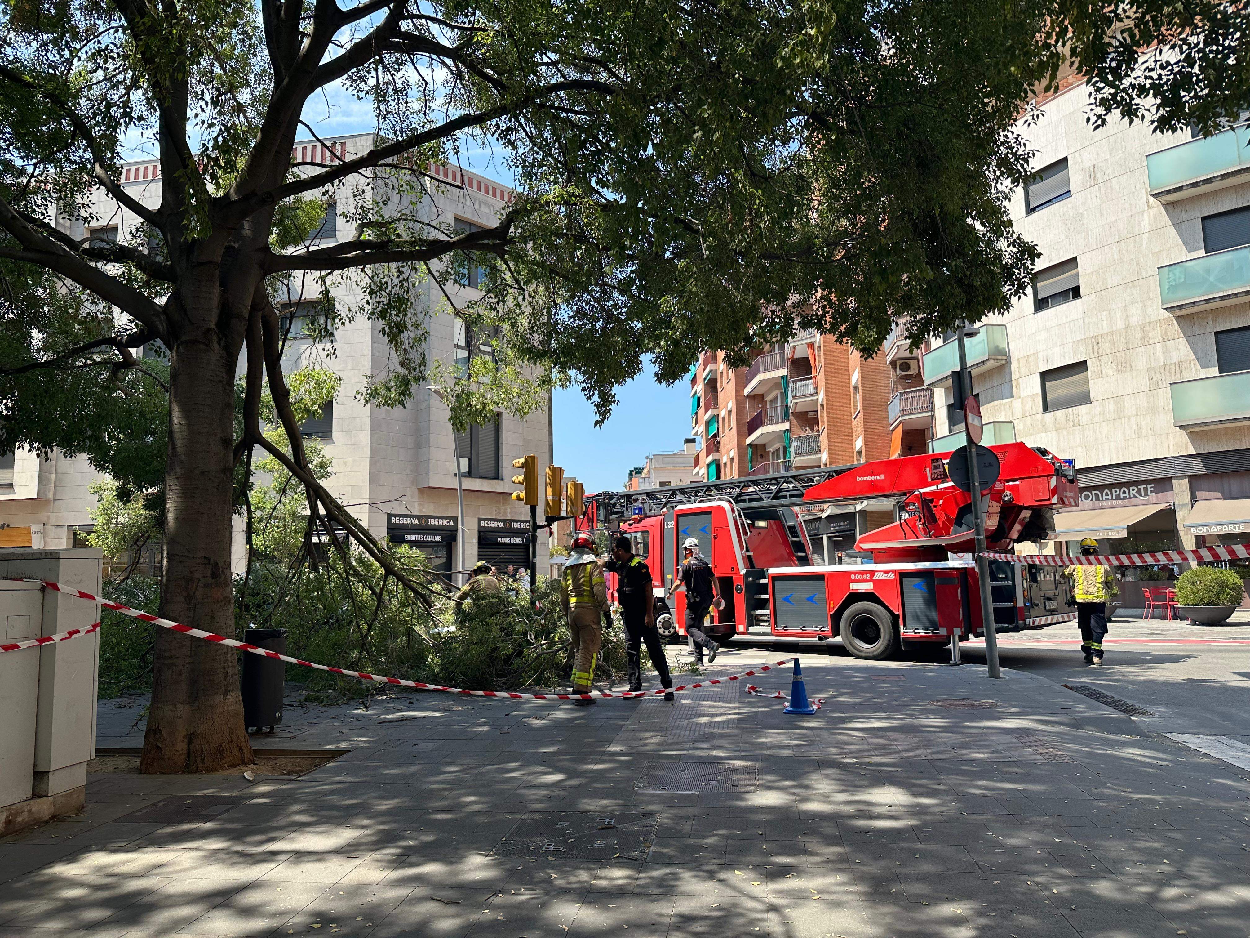 La branca caiguda a rambla del Celler. FOTO: Ajuntament Sant Cugat
