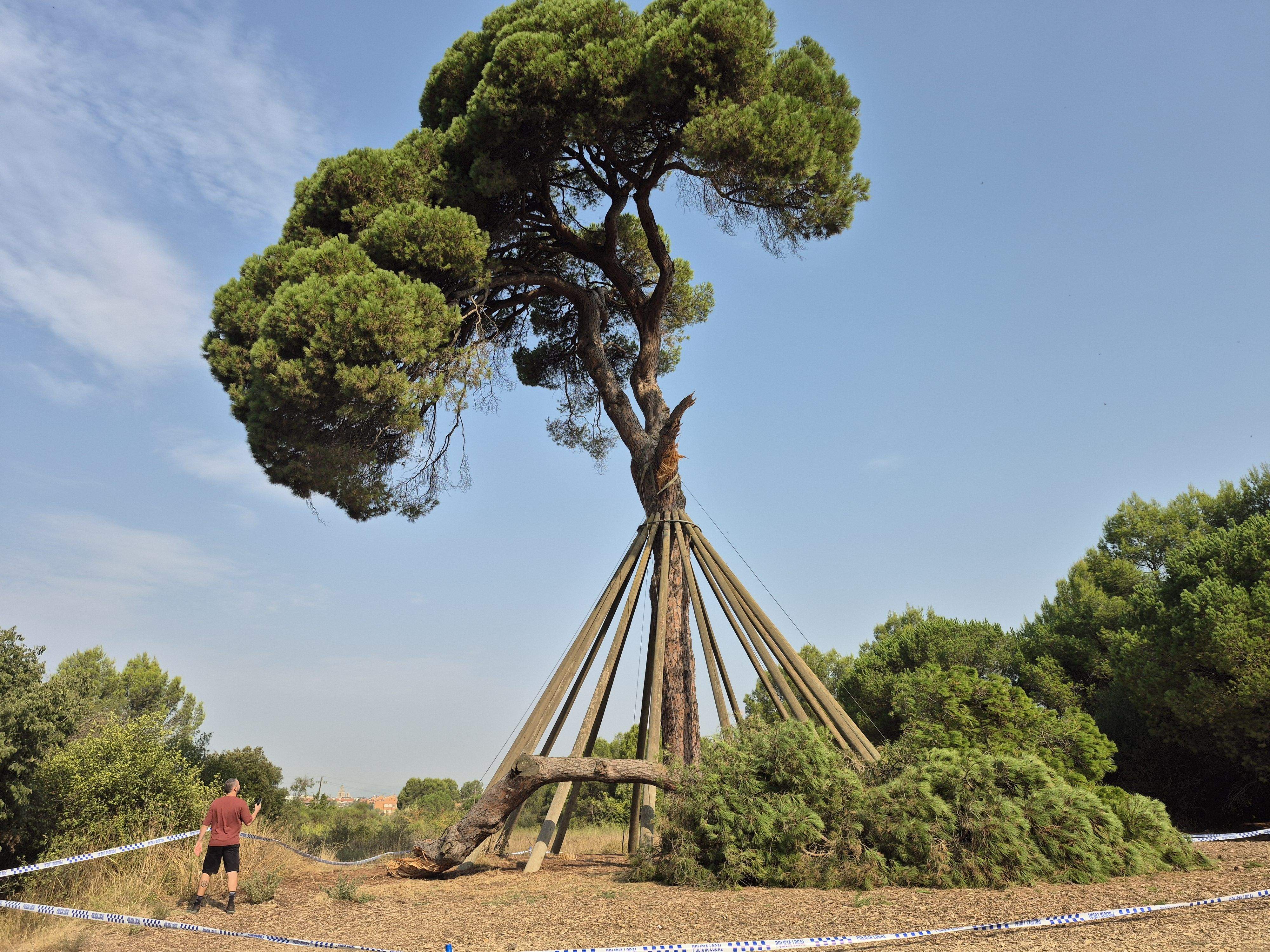 El Pi d'en Xandri, amb la branca caiguda FOTO: TOT